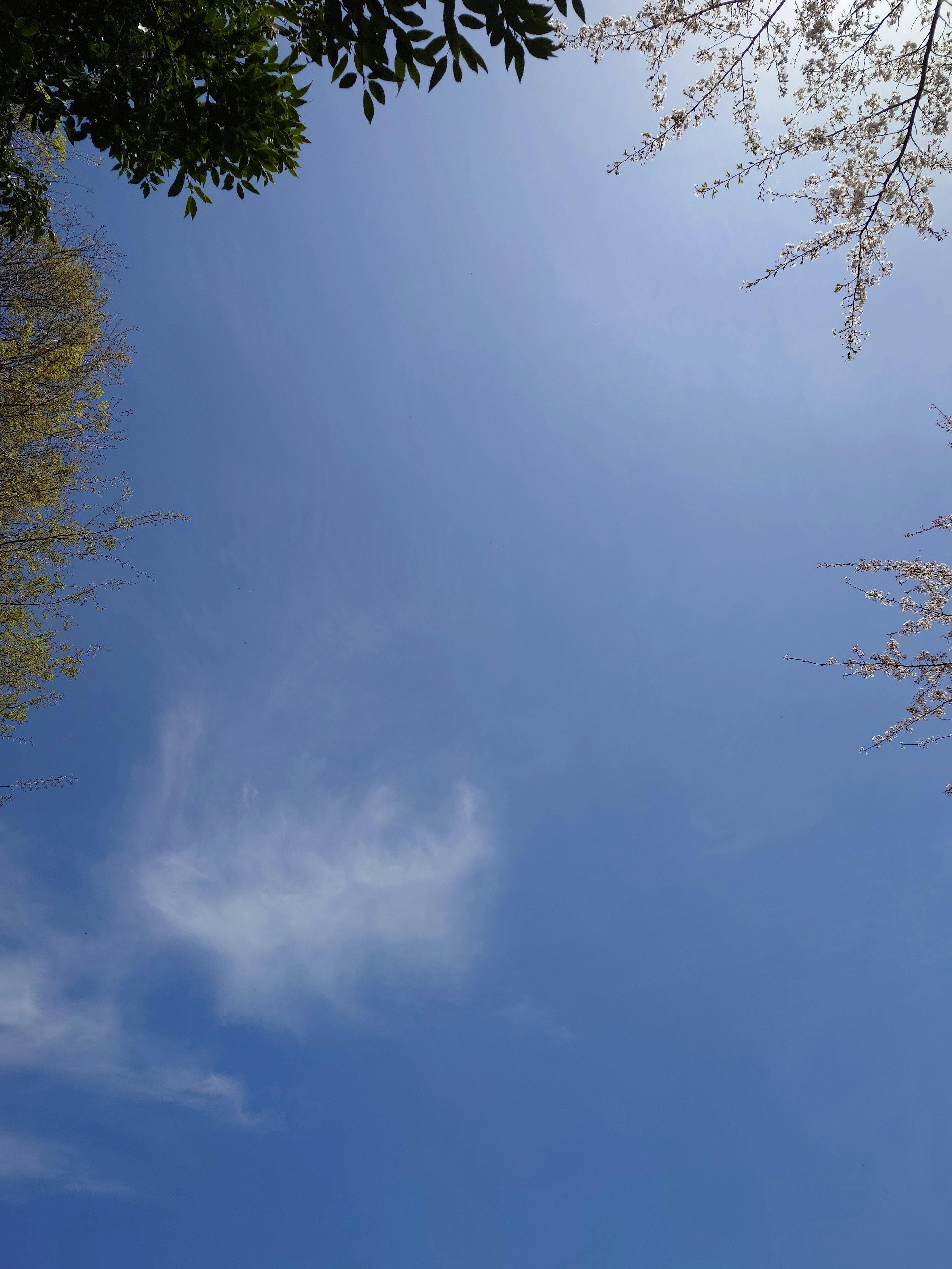 Klarer blauer Himmel mit Baumzweigen und Blüten