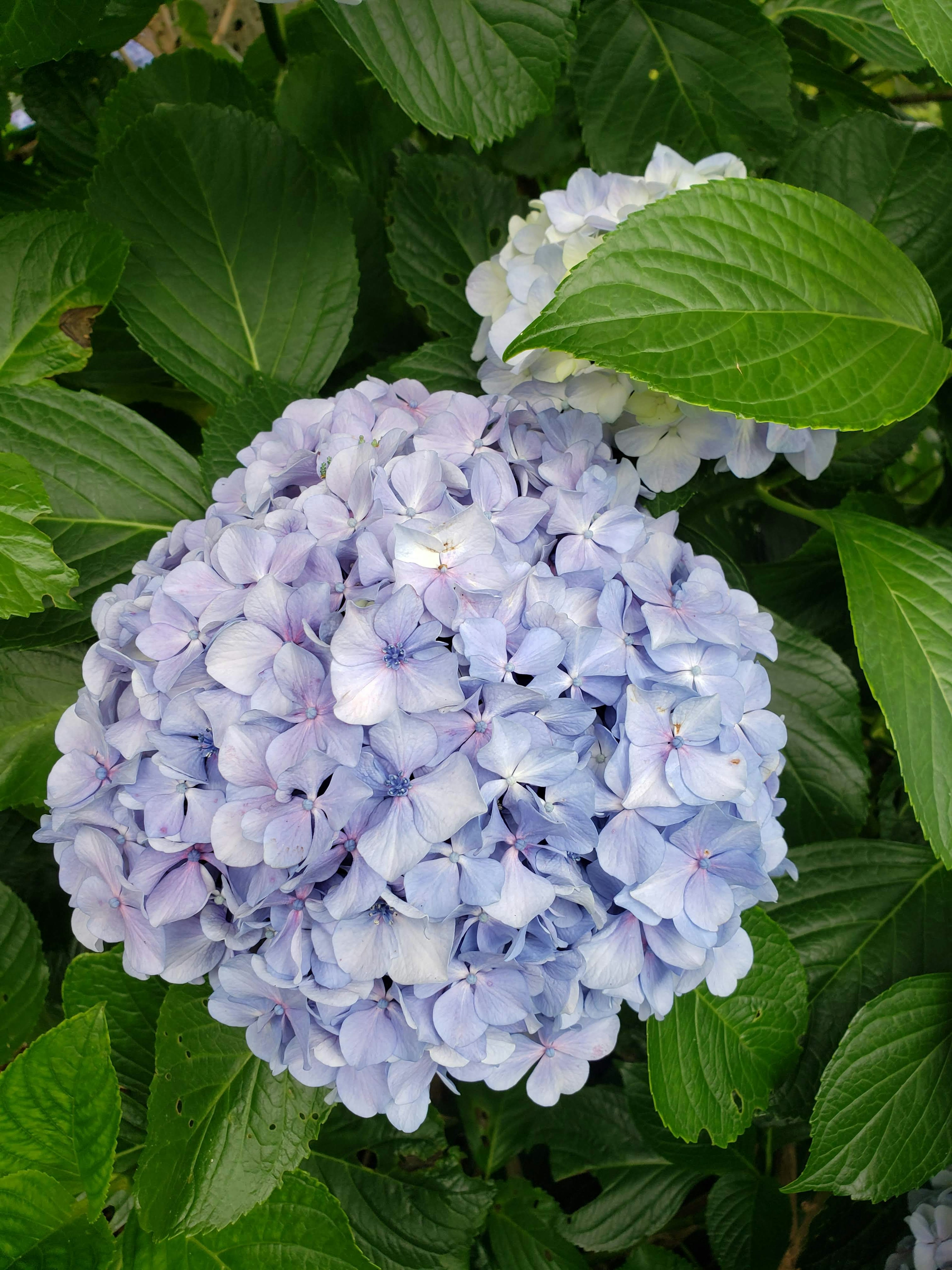 Blue hydrangea flower cluster with green leaves