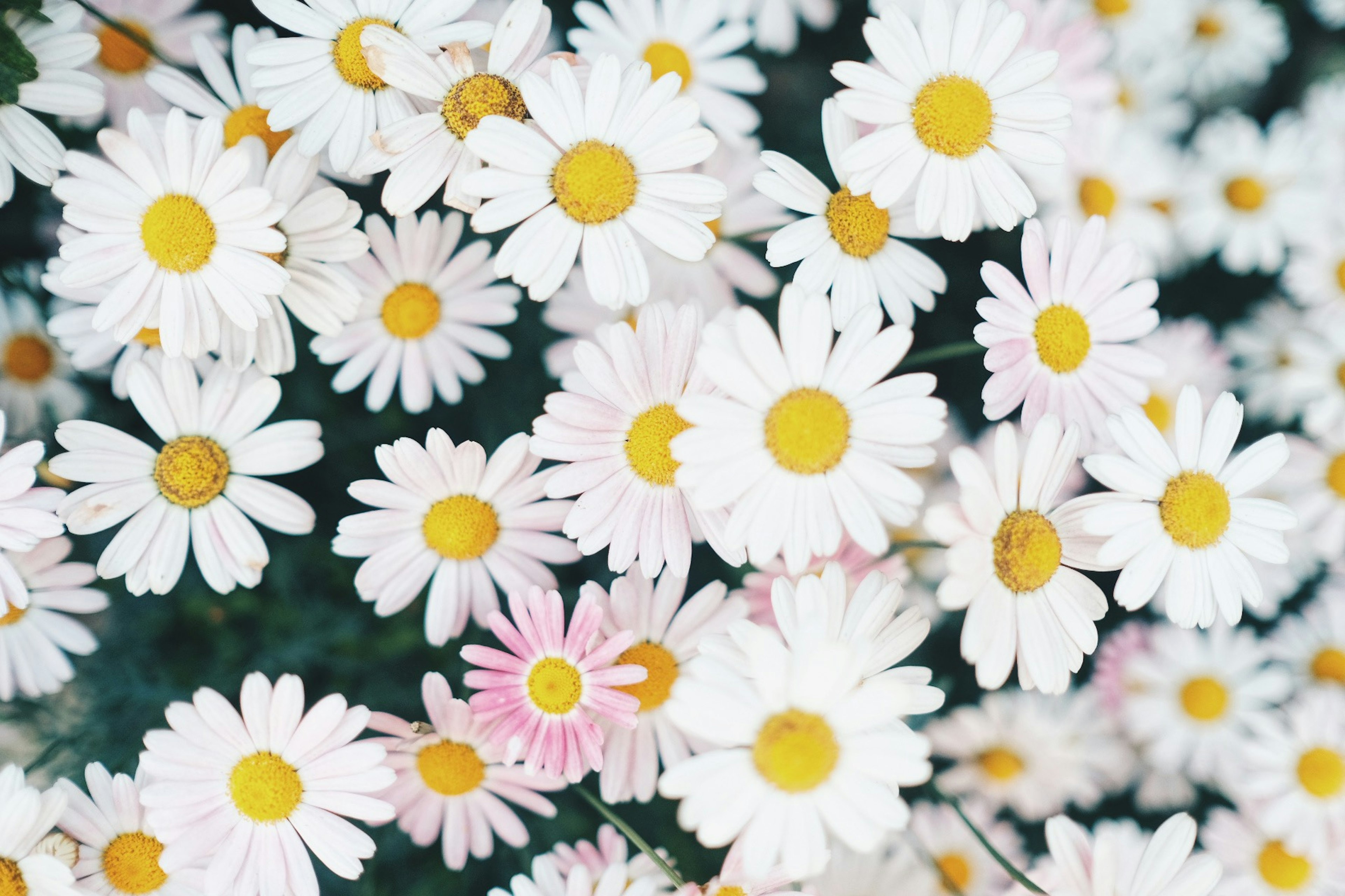 Pemandangan indah bunga daisy putih yang mekar dengan pusat kuning