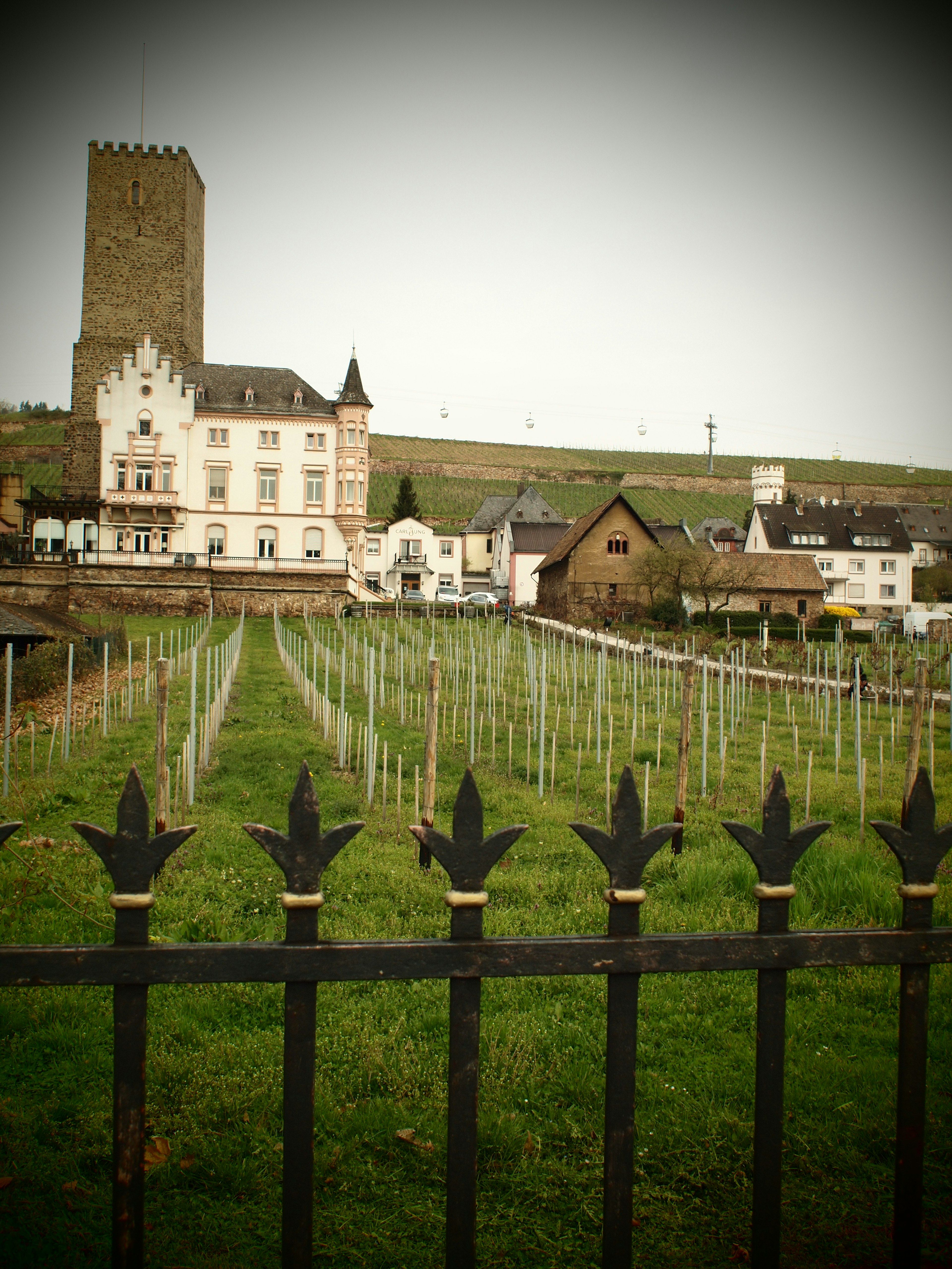 Scenic view of vineyards and an old castle