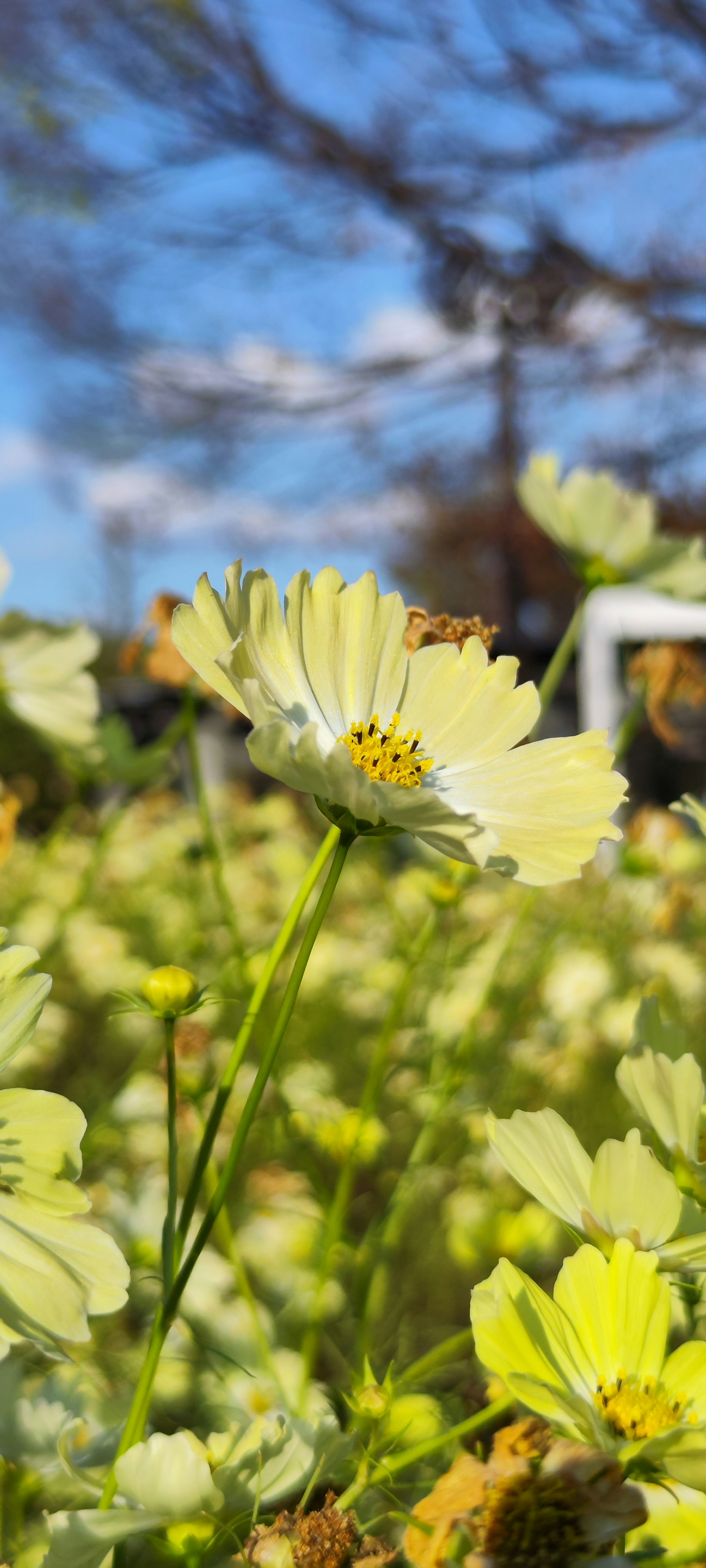 Fiore giallo che fiorisce sotto un cielo blu con foglie verdi sullo sfondo