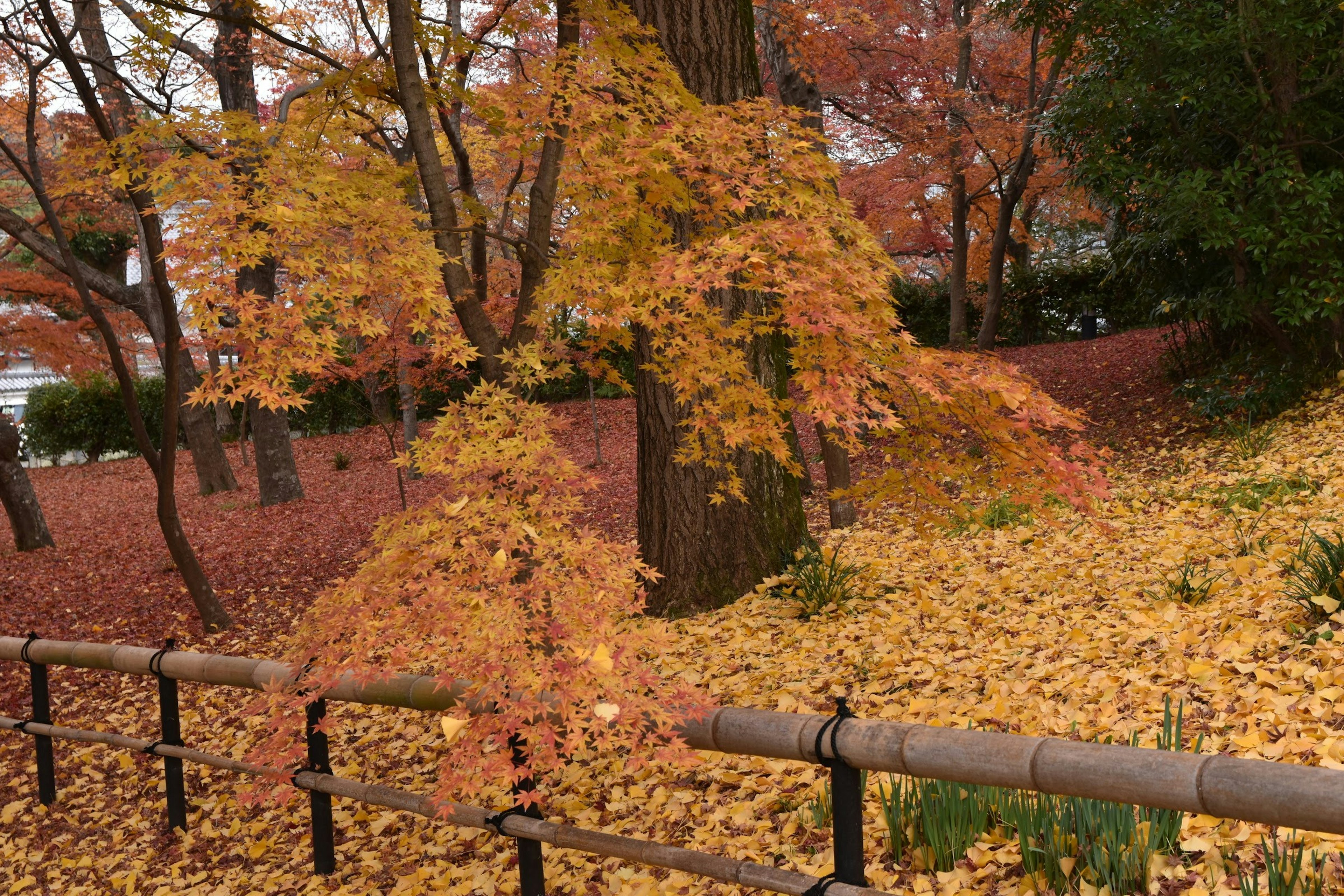 秋の紅葉が美しい公園の風景　黄色やオレンジ色の葉が地面と木に広がる