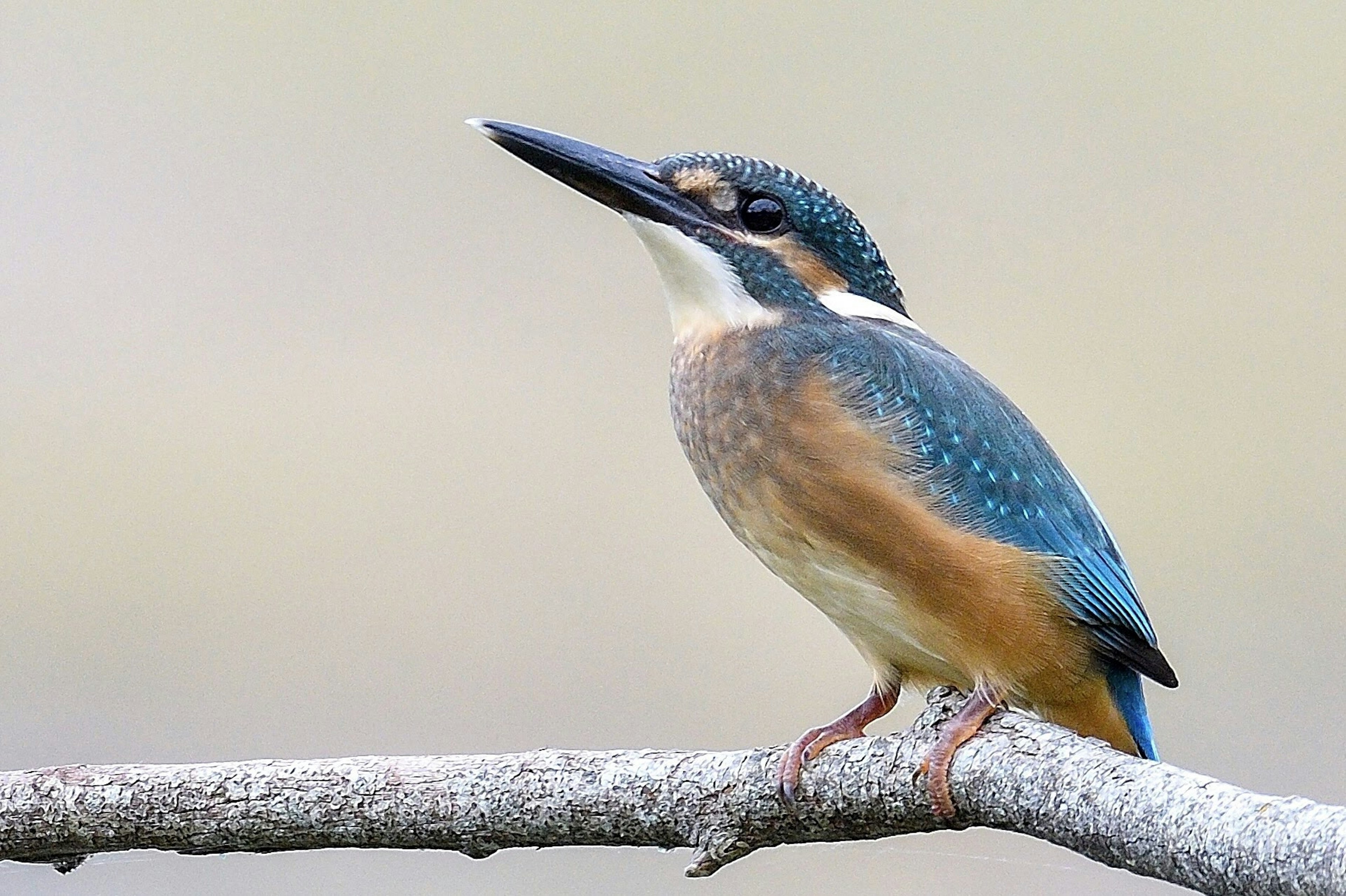 Ein Eisvogel, der auf einem Ast sitzt