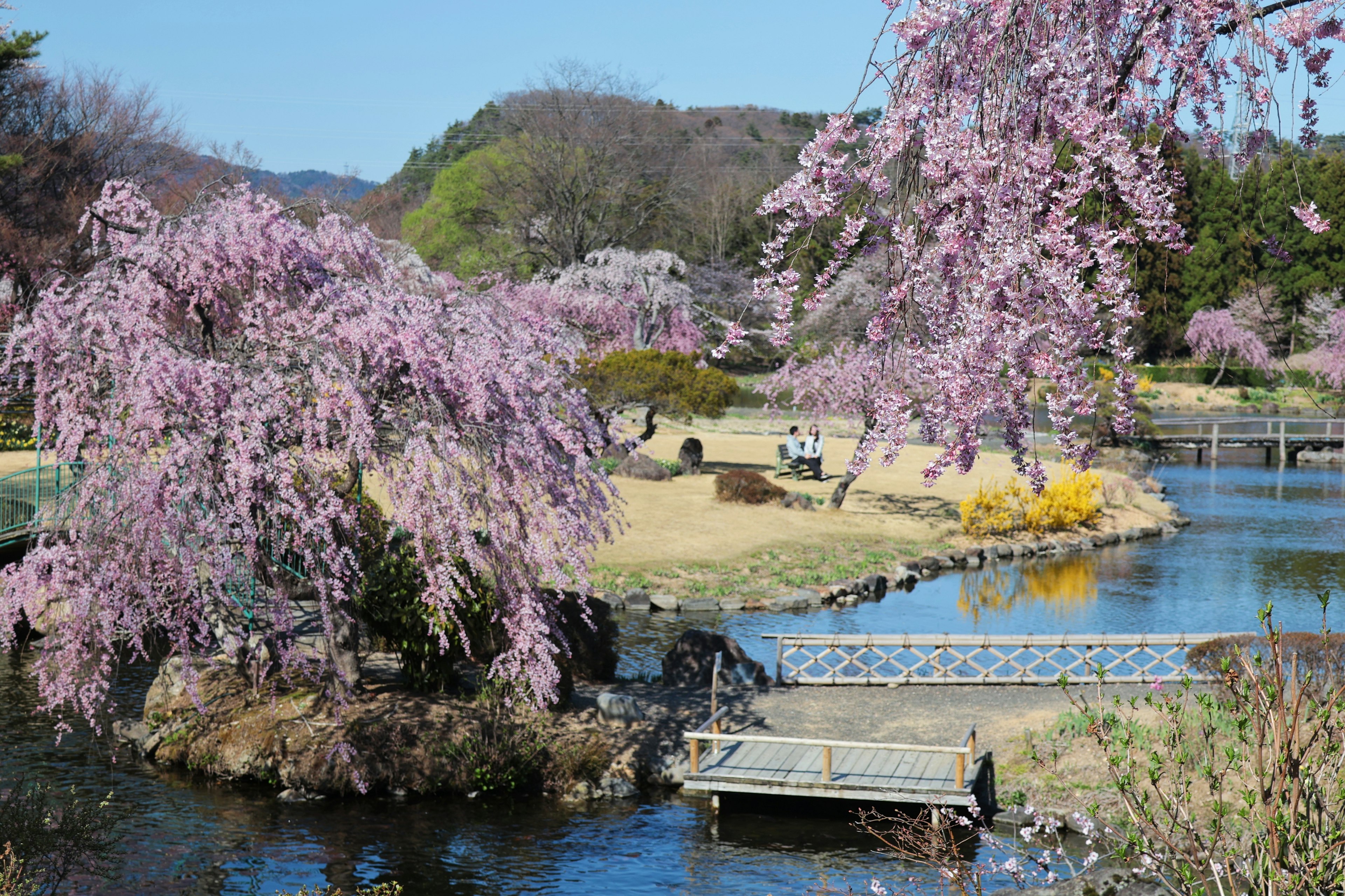 Parc pittoresque avec des cerisiers en fleurs un ruisseau et un pont en bois