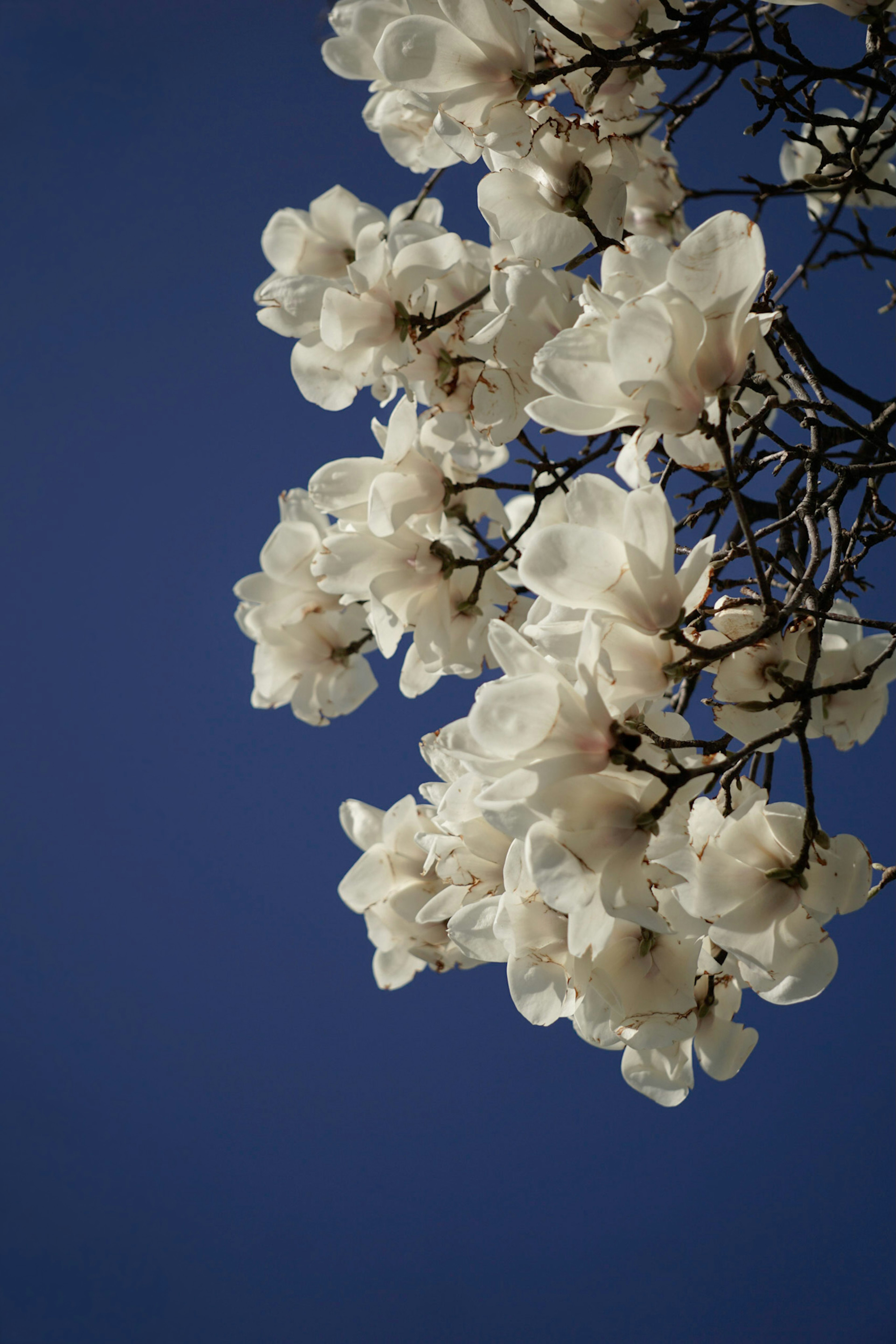 Rama con flores blancas contra un cielo azul