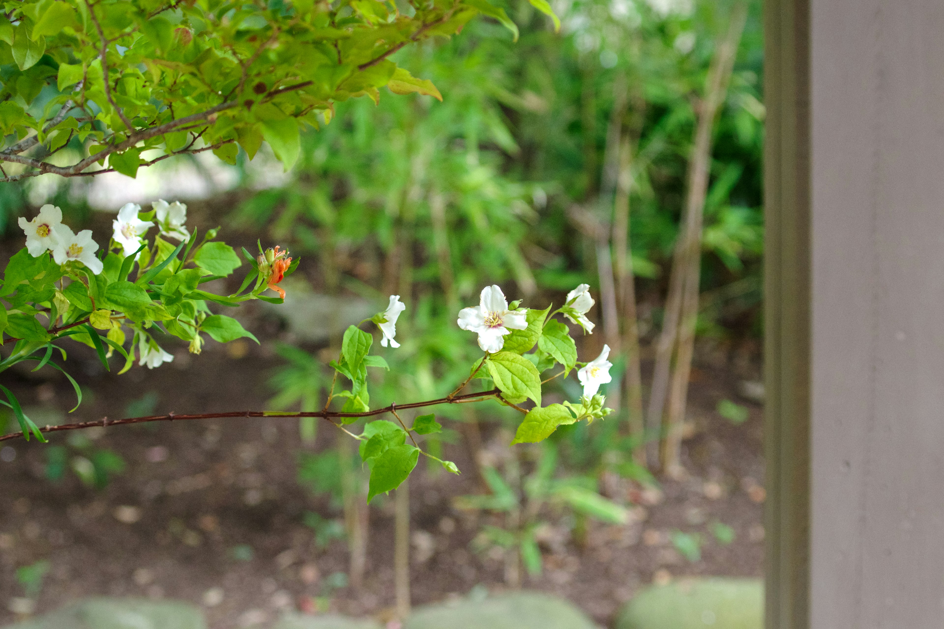 白い花と緑の葉を持つ枝が見える庭の景色