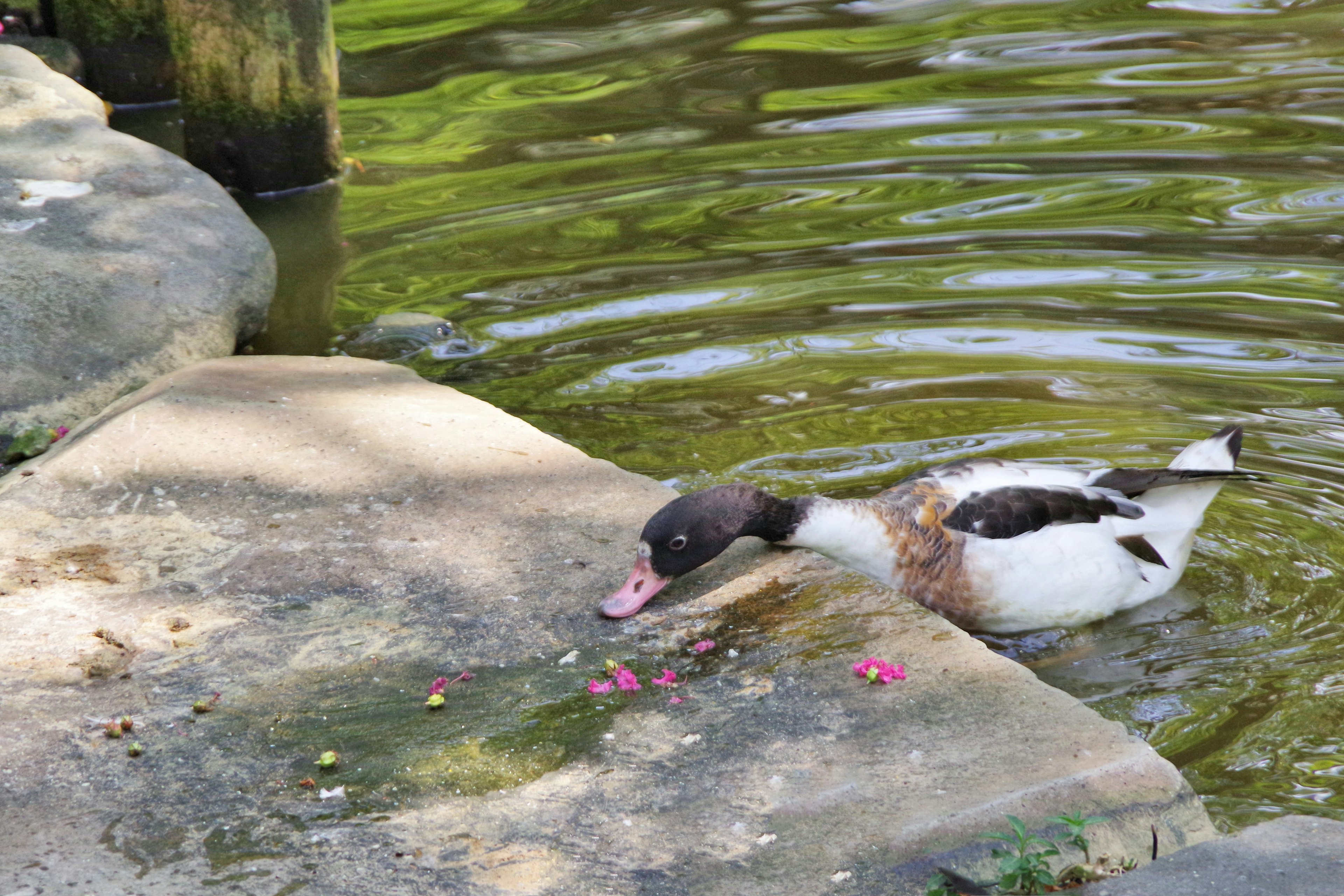 Eine schwarz-weiße Ente, die am Ufer frisst