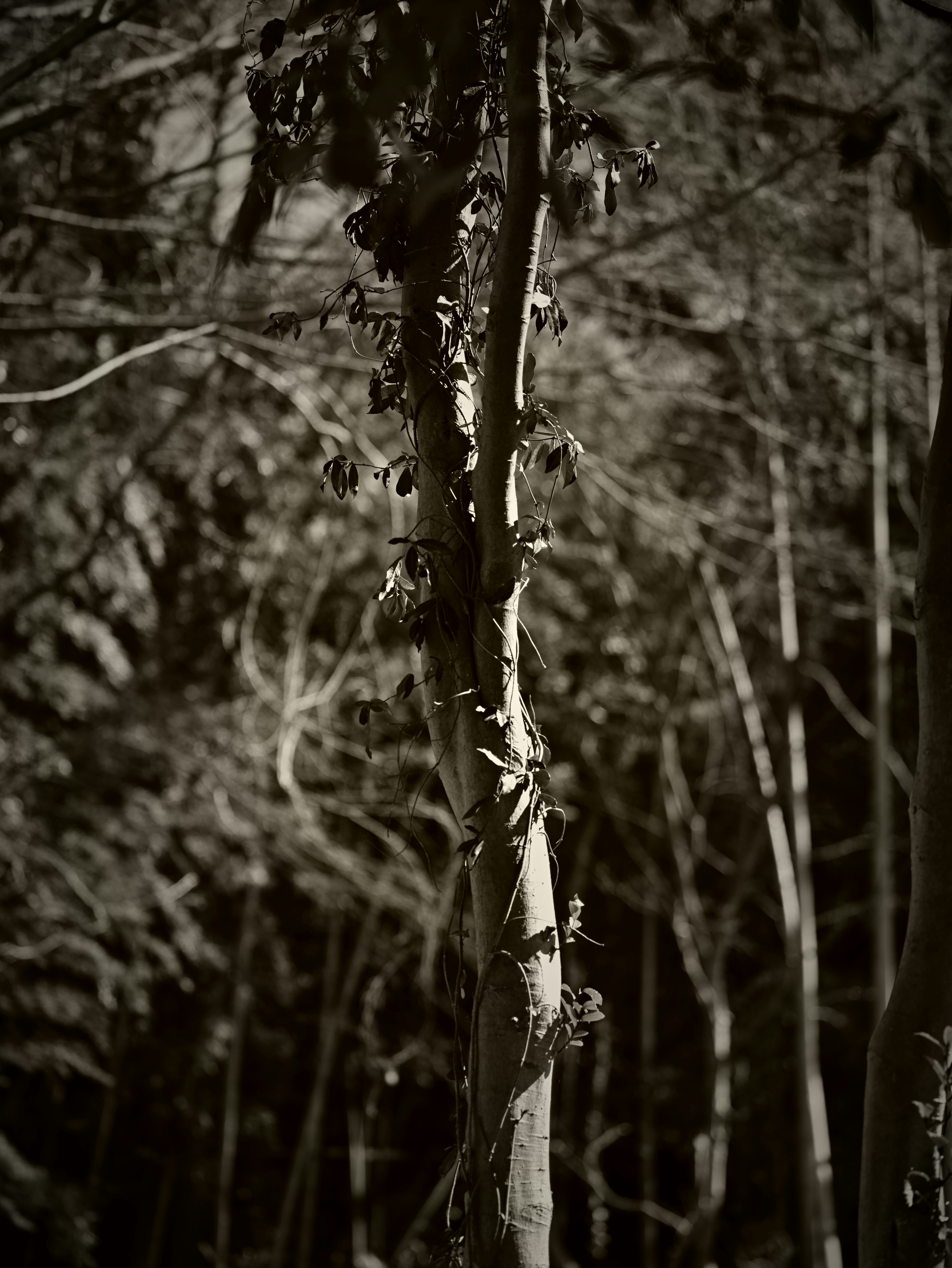 Tree trunk covered with moss and surrounding shadows of trees