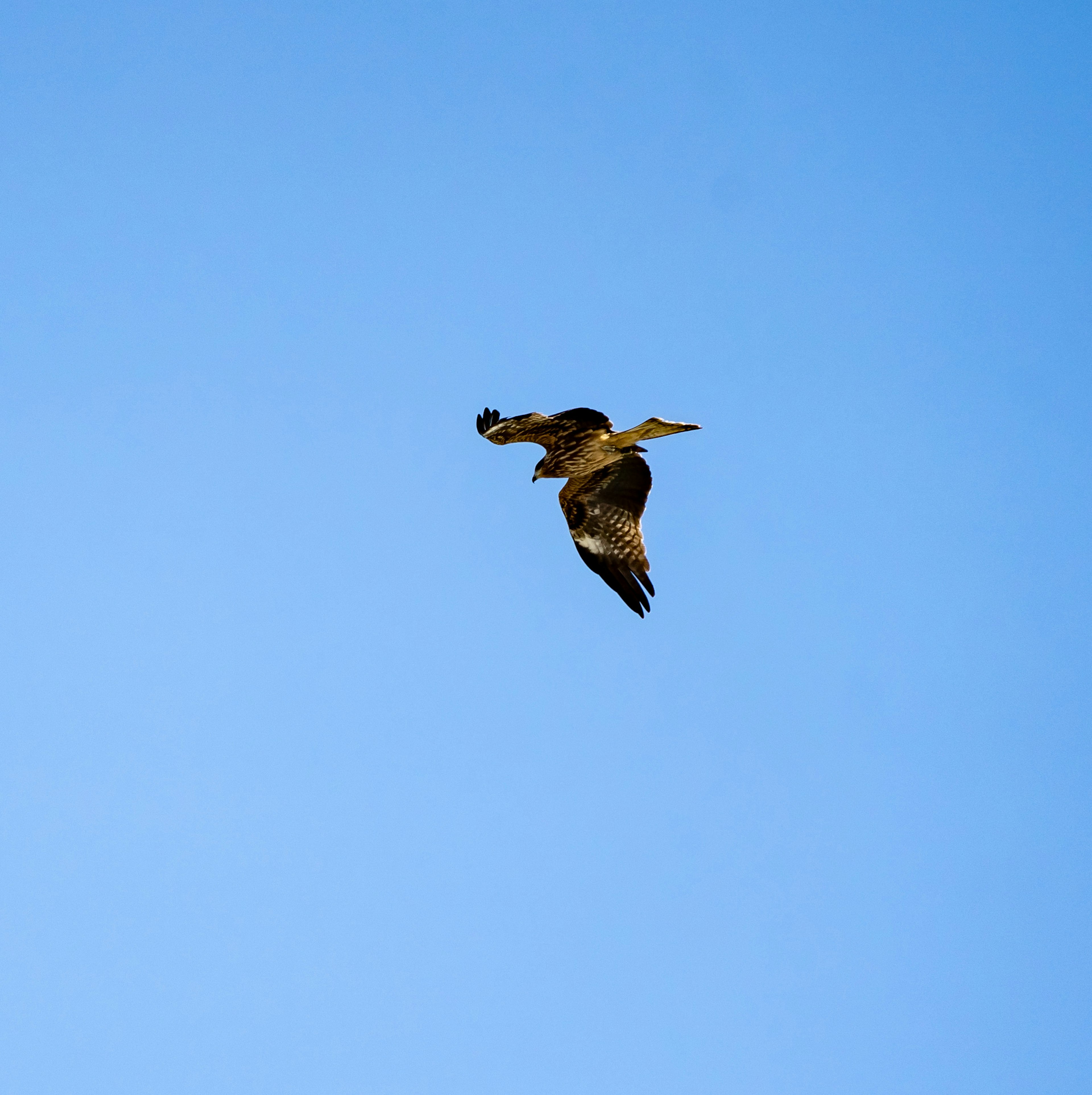 Oiseau en vol sur fond de ciel bleu