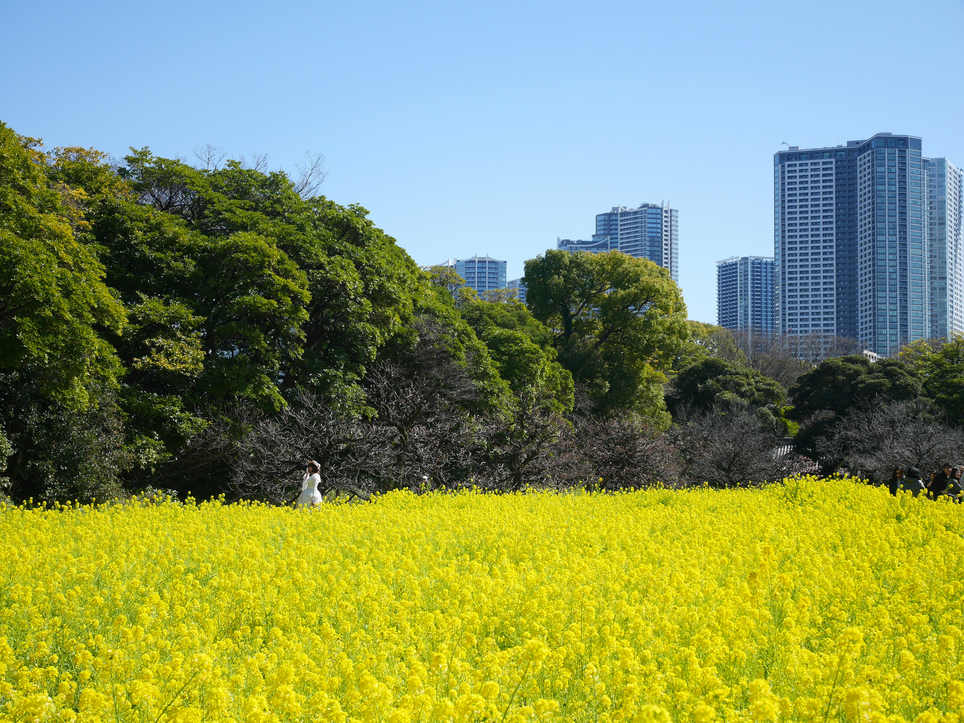 黄色い菜の花畑と高層ビルの風景