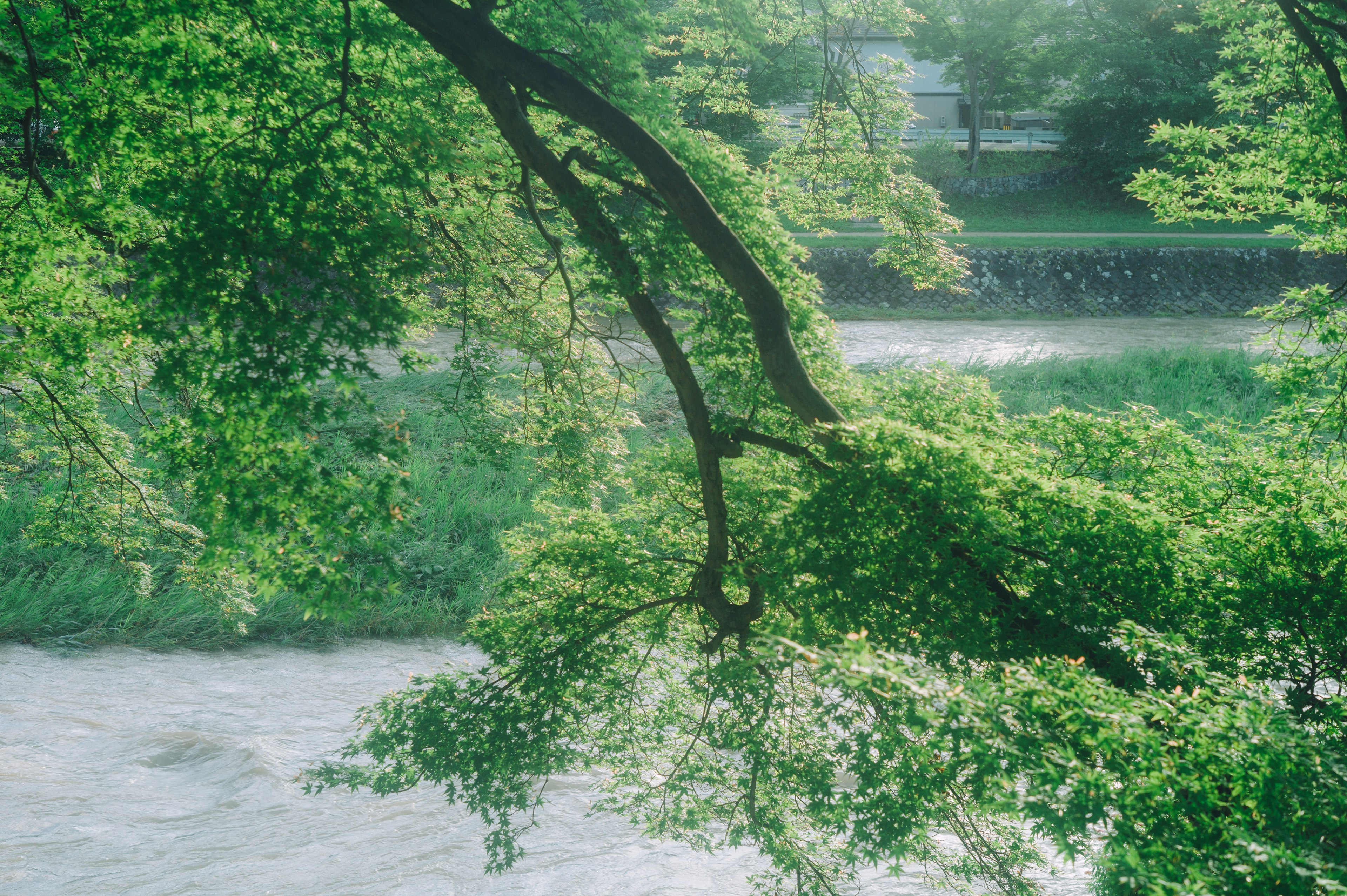 Ramas de árboles verdes exuberantes que se extienden sobre un río