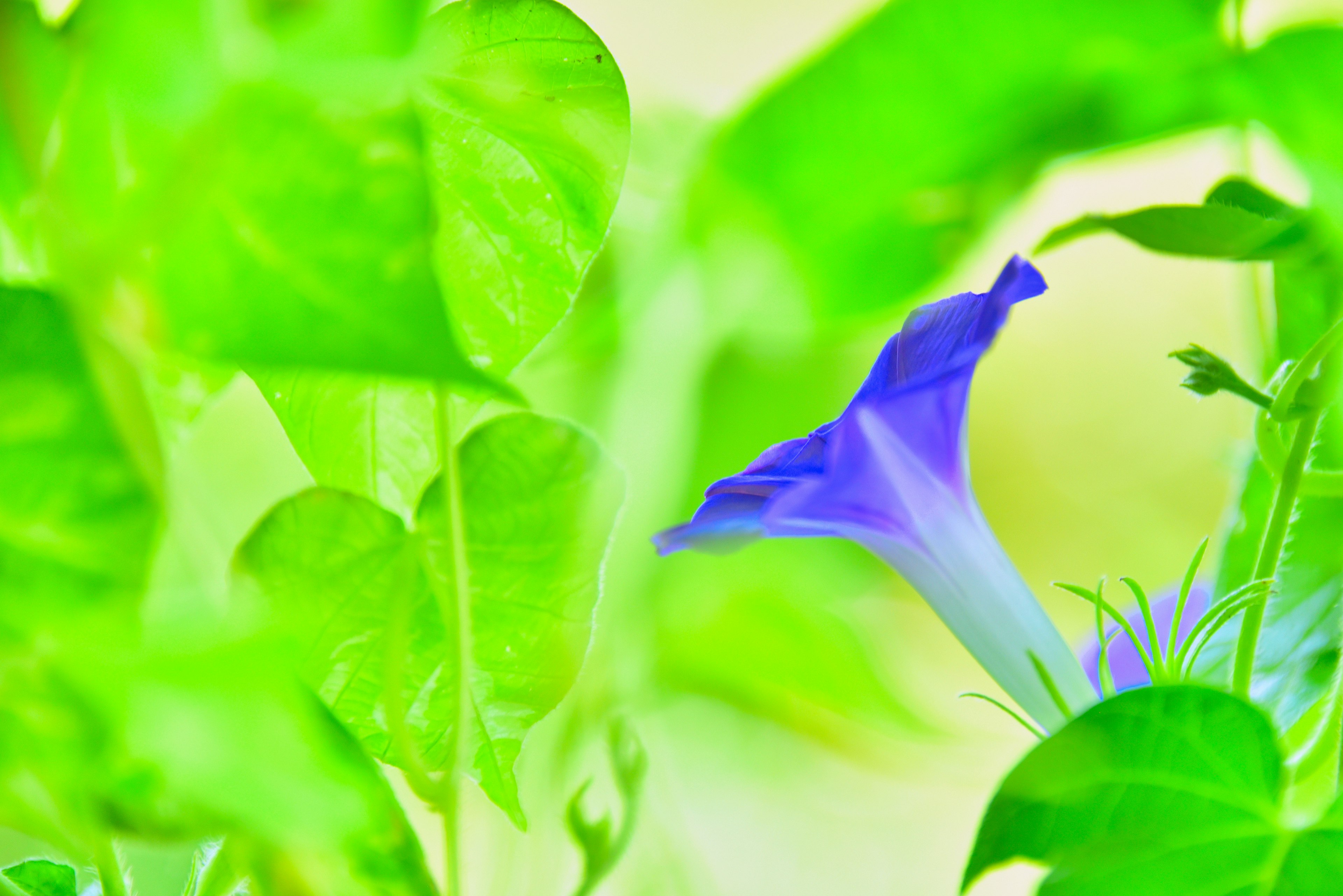 Purple flower visible among green leaves