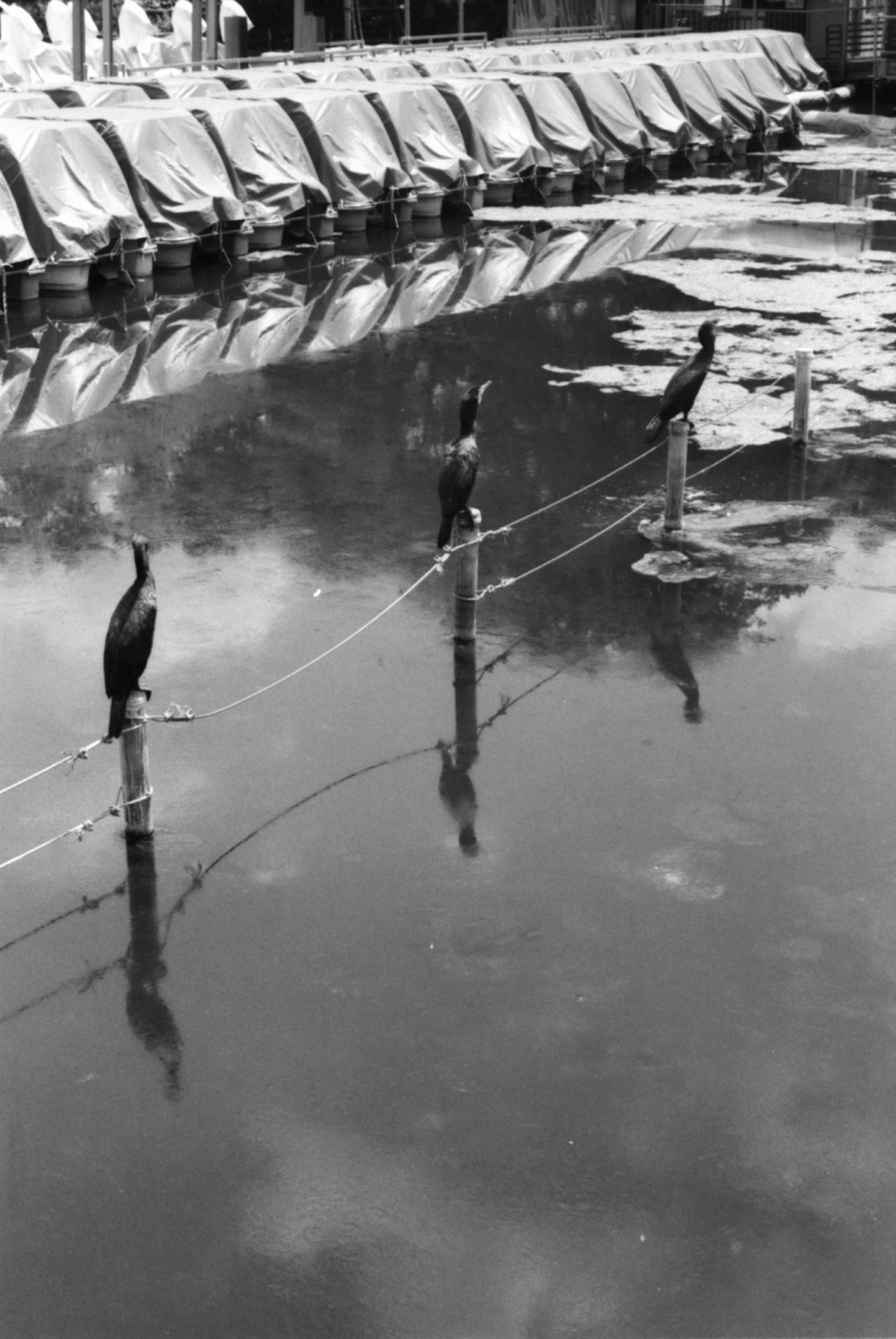 Gruppo di uccelli in piedi su pali sopra l'acqua ferma con riflessi