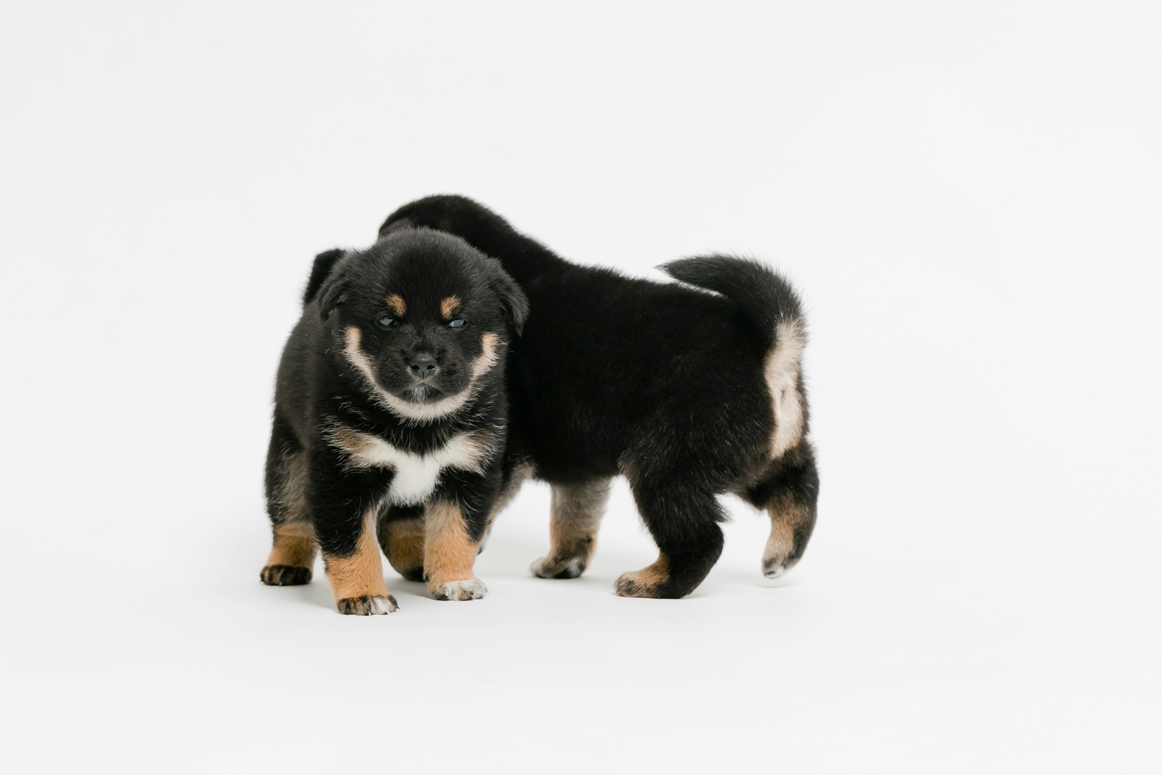 Two playful black and tan puppies on a white background