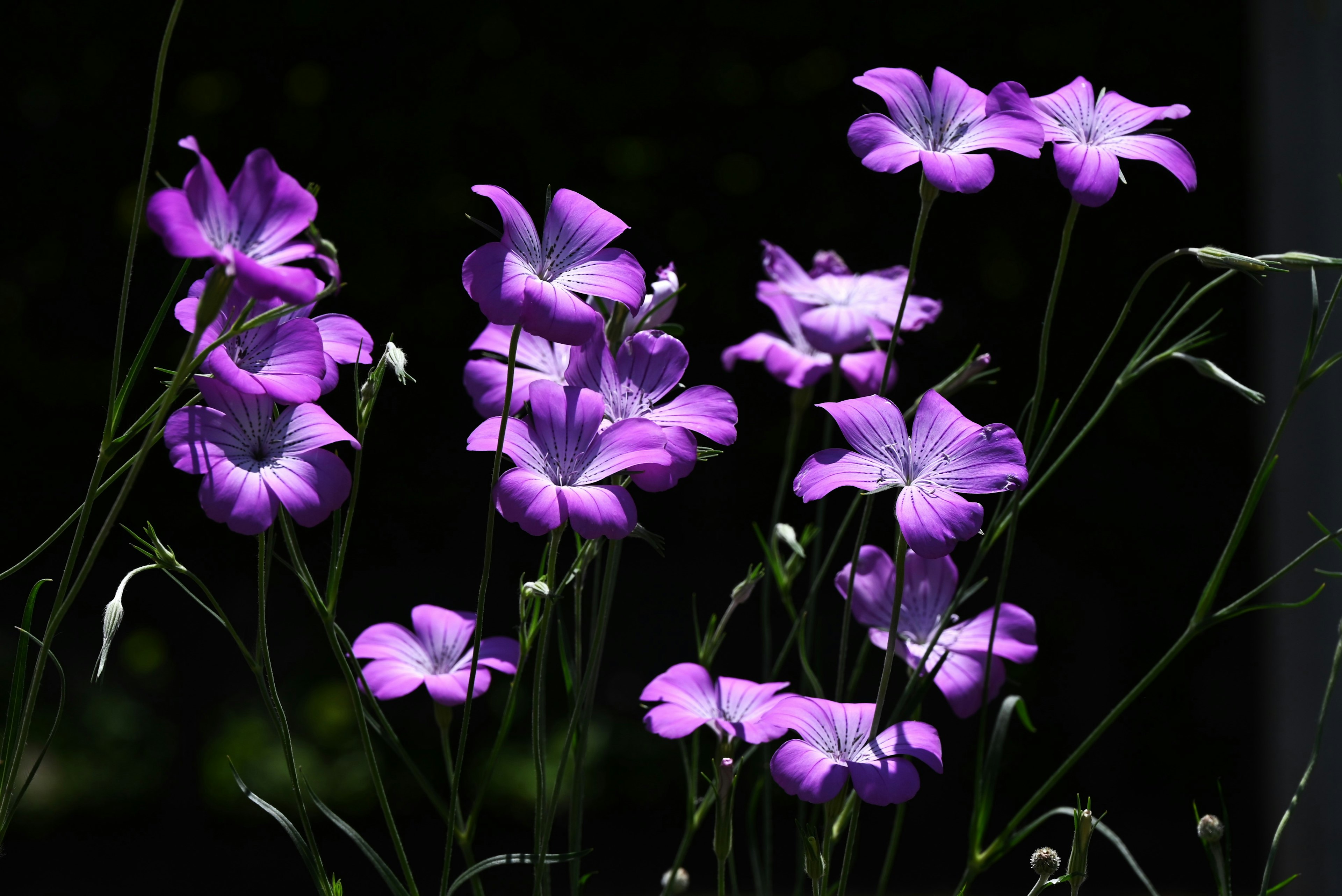 Hermosas flores moradas destacándose sobre un fondo oscuro