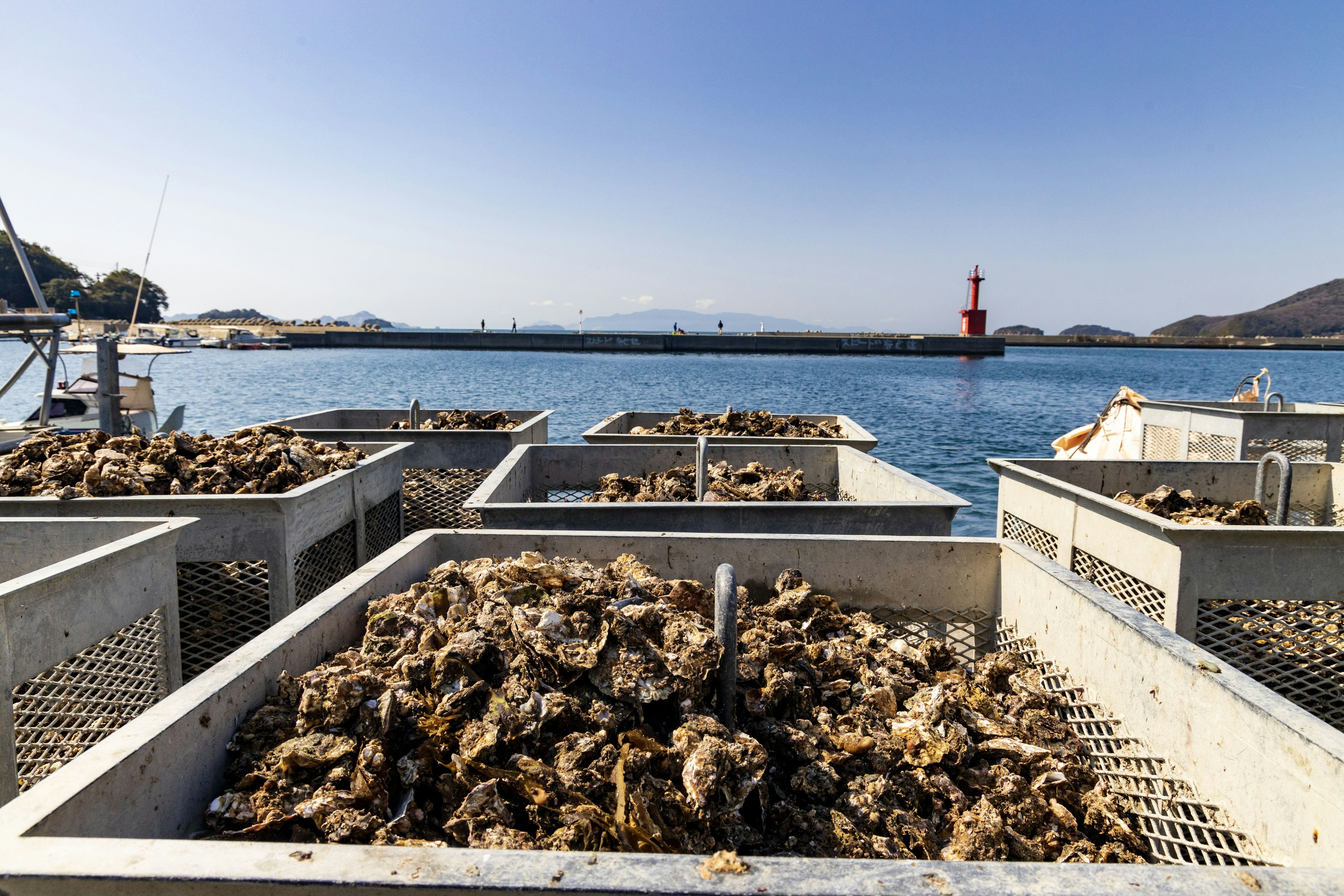 File di contenitori per ostriche pieni di ostriche raccolte vicino al mare