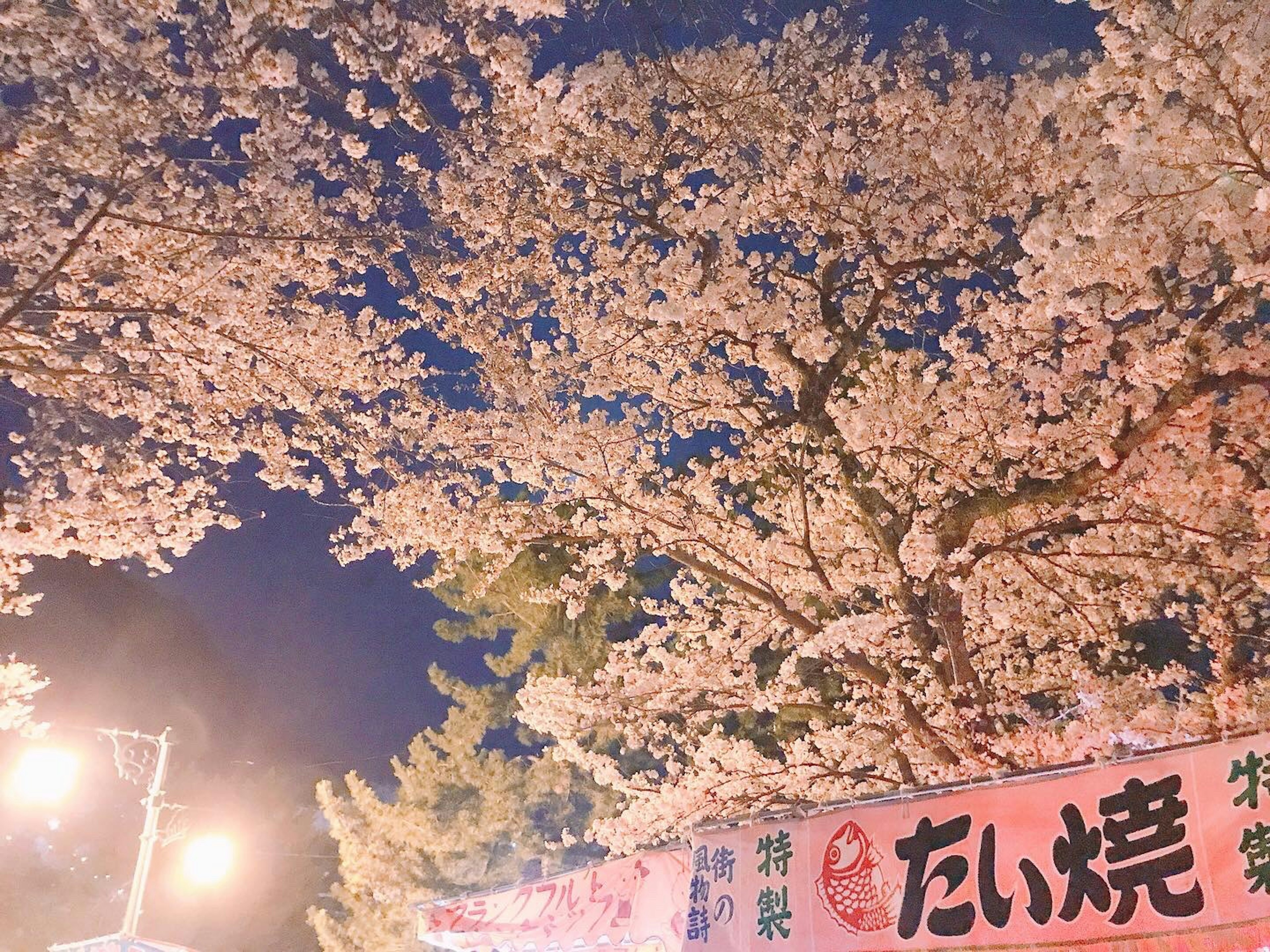 夜空に咲く桜の花と屋台の看板