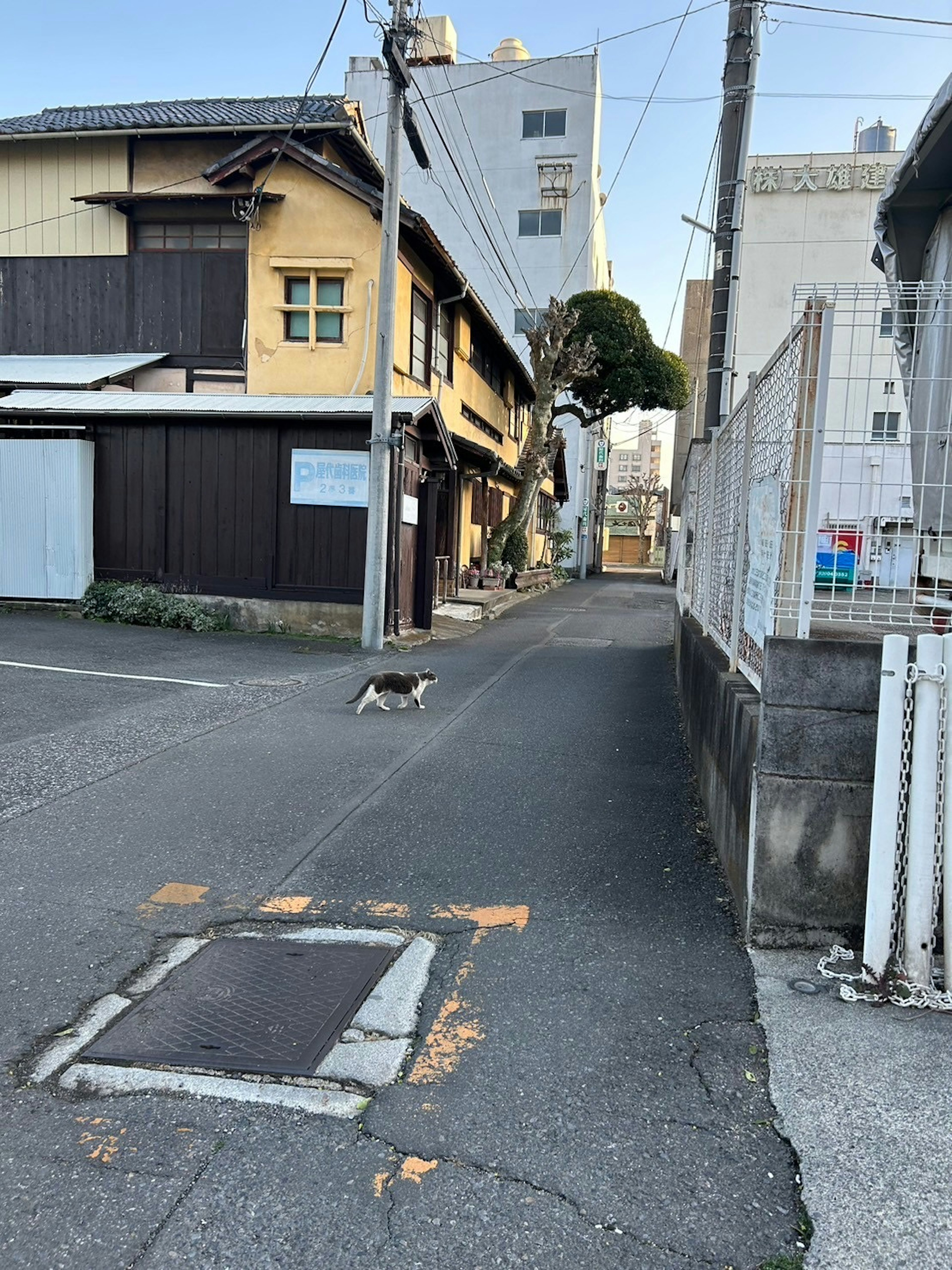 狭い路地に猫が歩いている様子 古い木造の建物と近代的なビルが共存