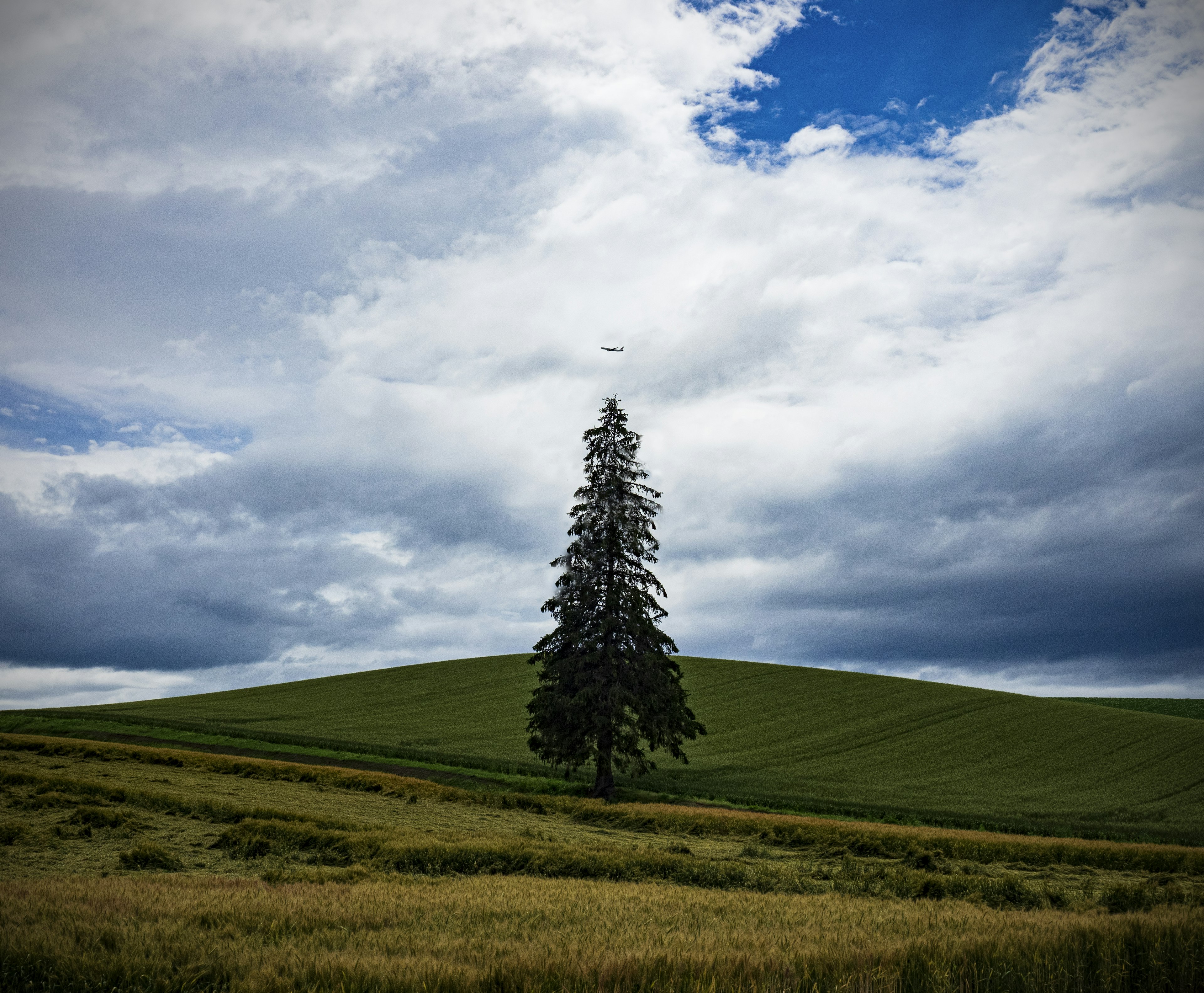 Un árbol alto en una colina verde bajo un cielo nublado