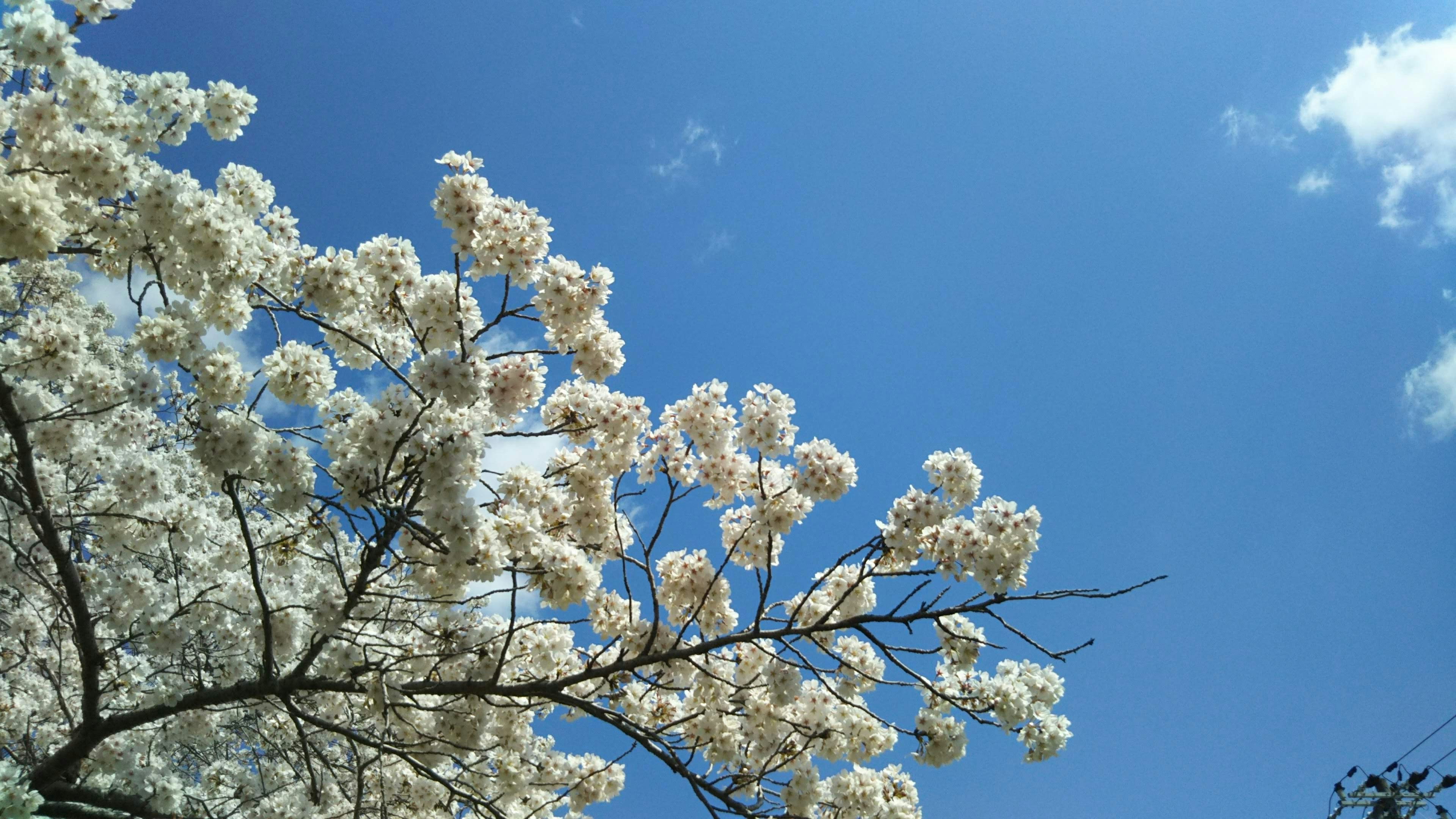 Branches of a tree with white flowers against a blue sky