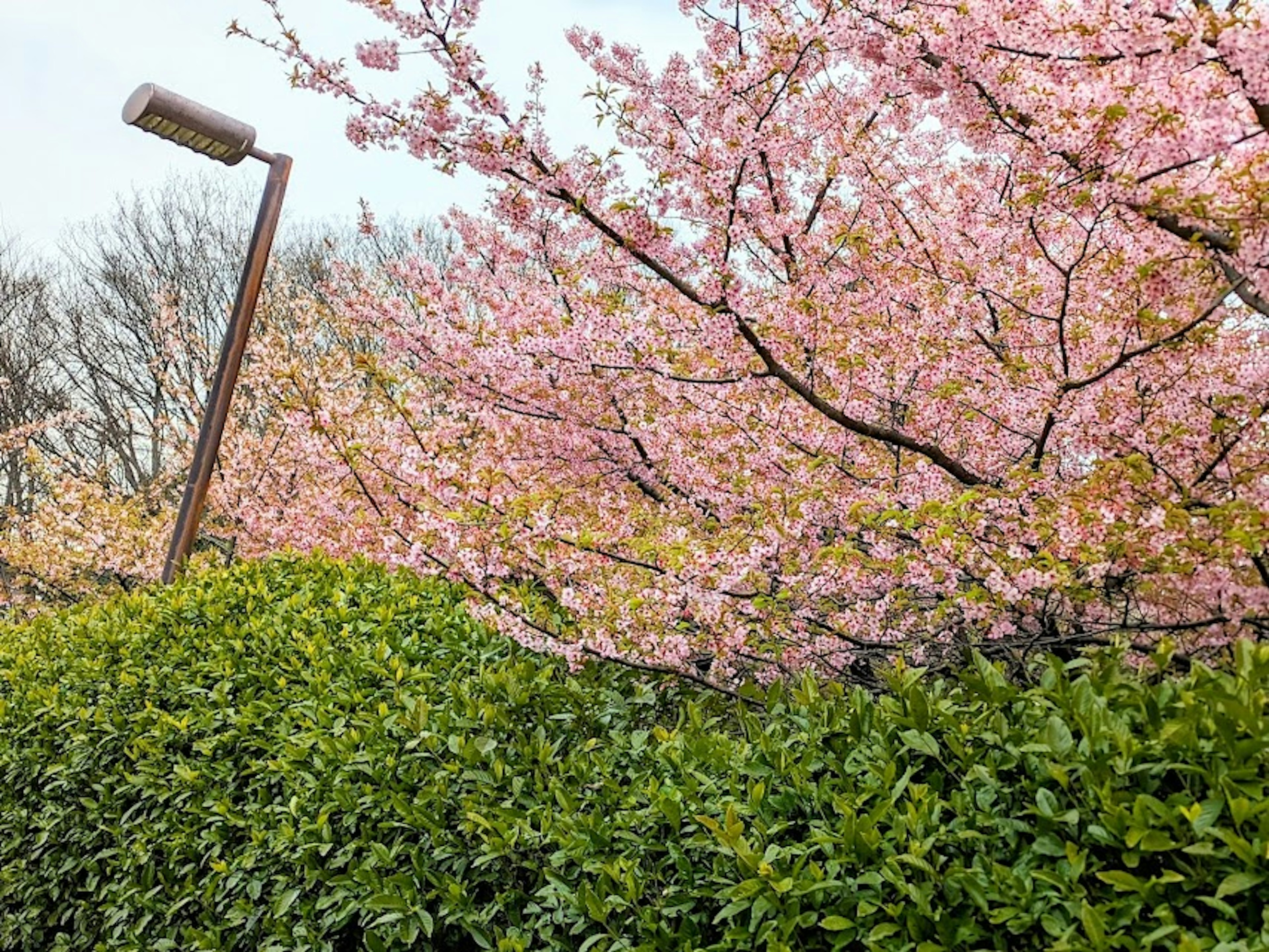 Cherry blossom tree with a green hedge