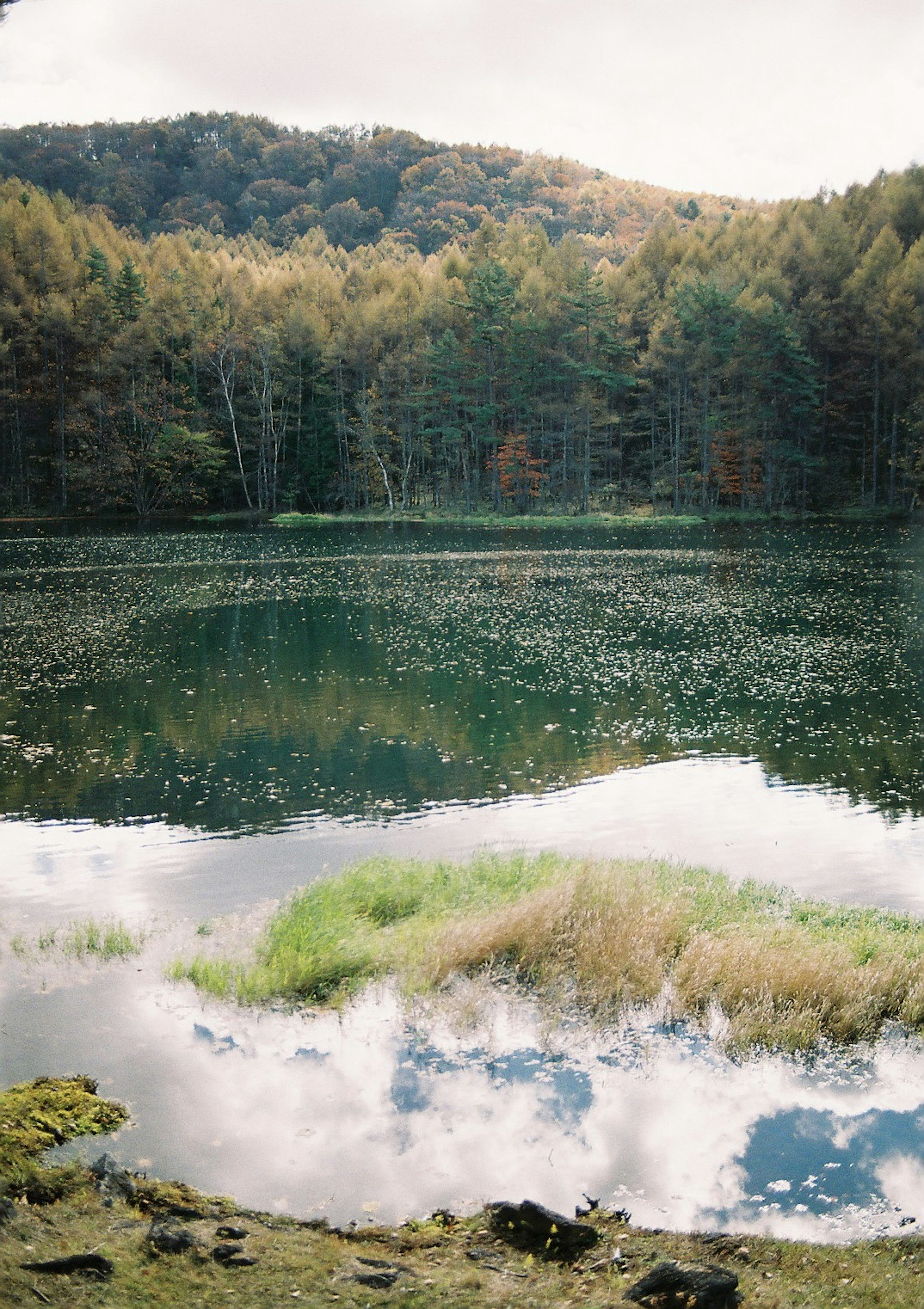 静かな湖と周囲の緑豊かな森の風景