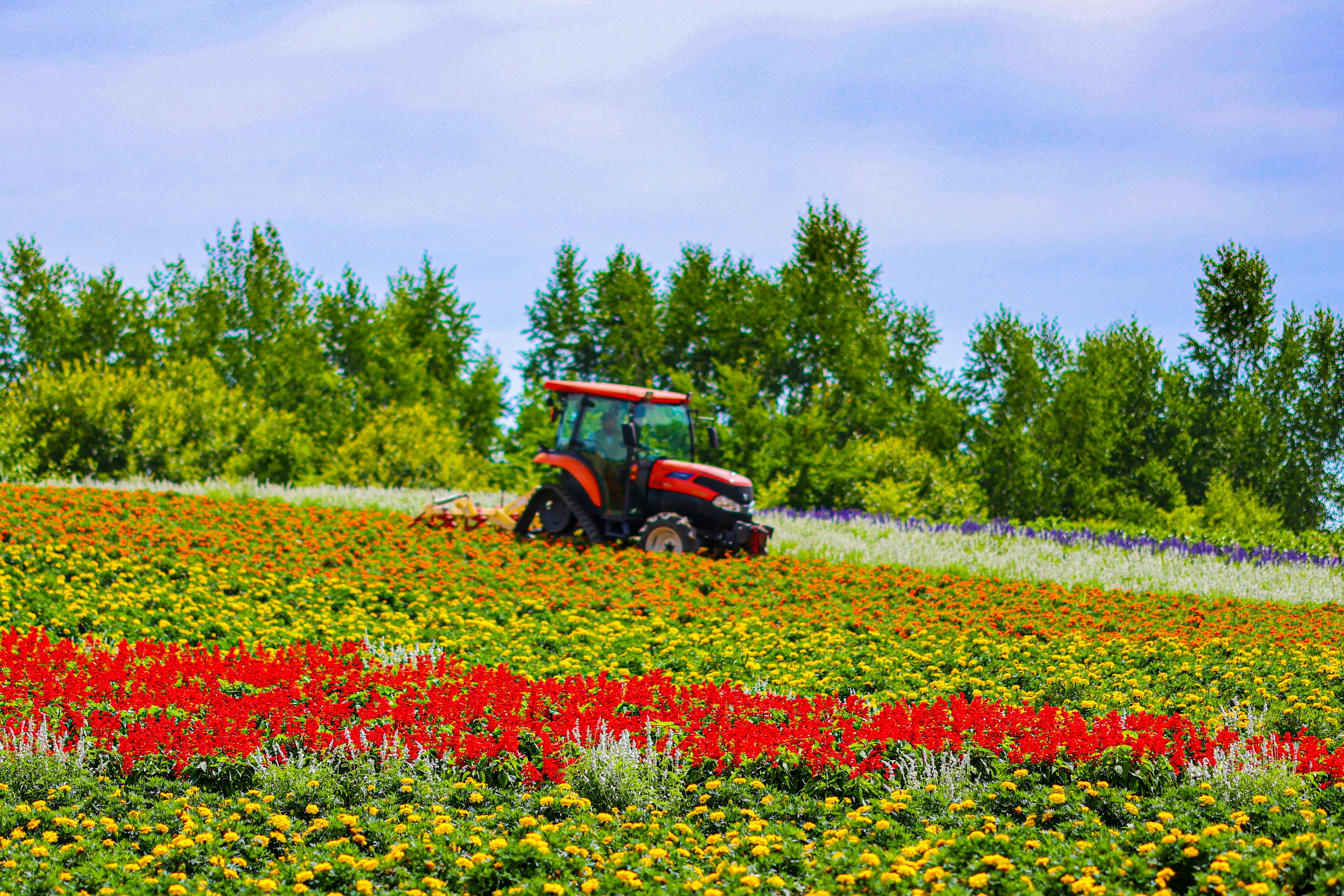 Un trattore rosso che arano un campo di fiori colorati