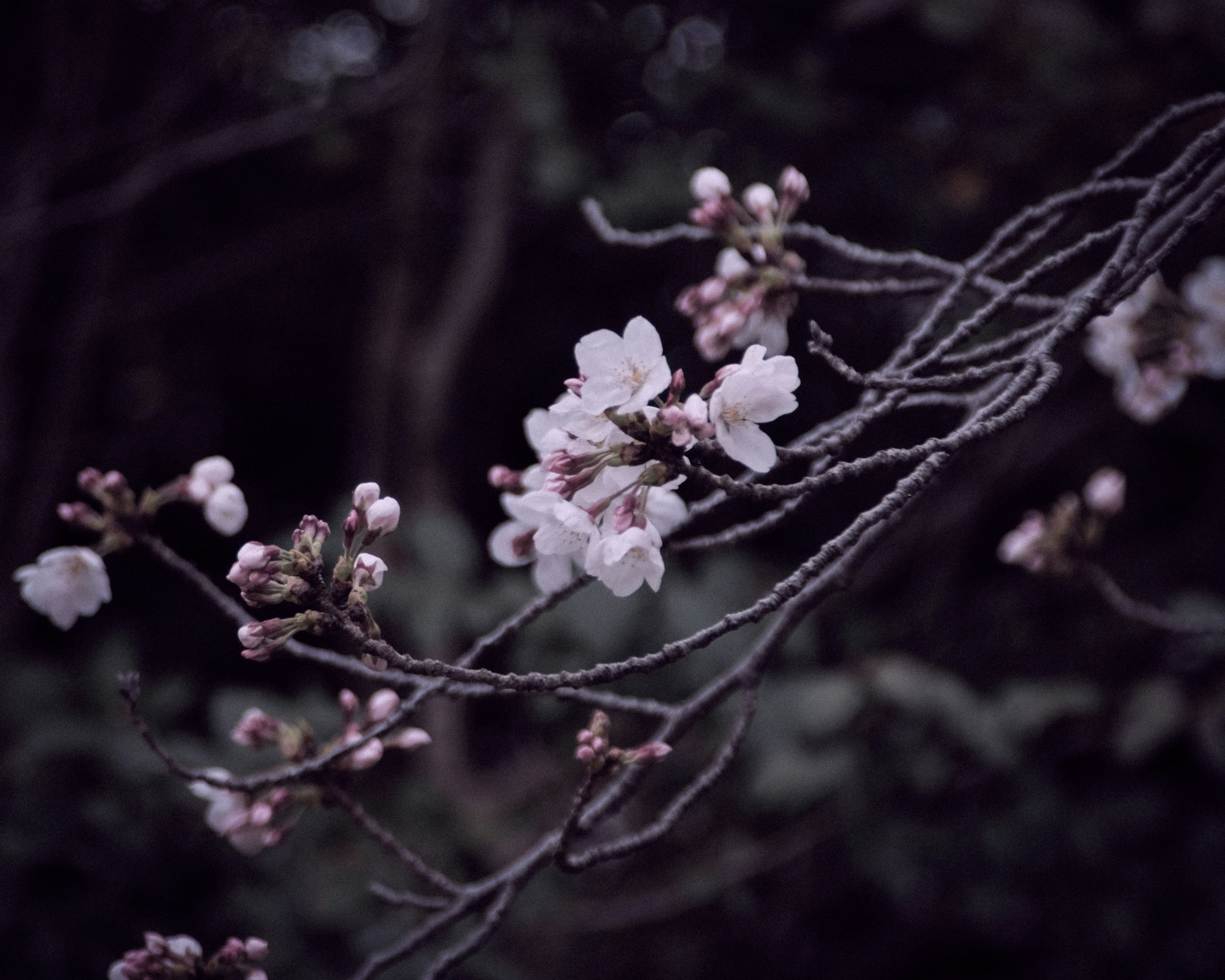 桜の花が咲いている枝のクローズアップ