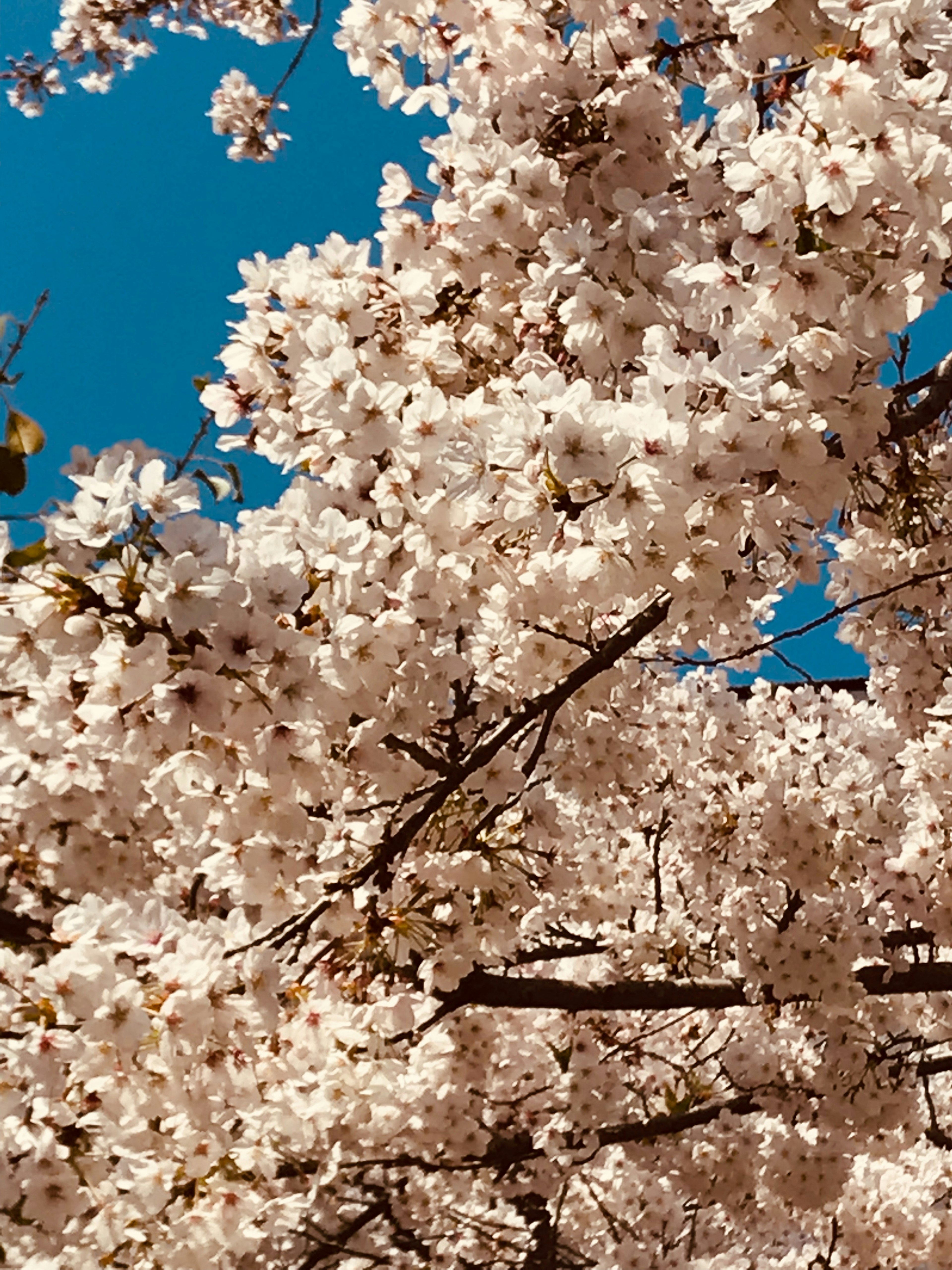 Close-up of cherry blossoms against a blue sky