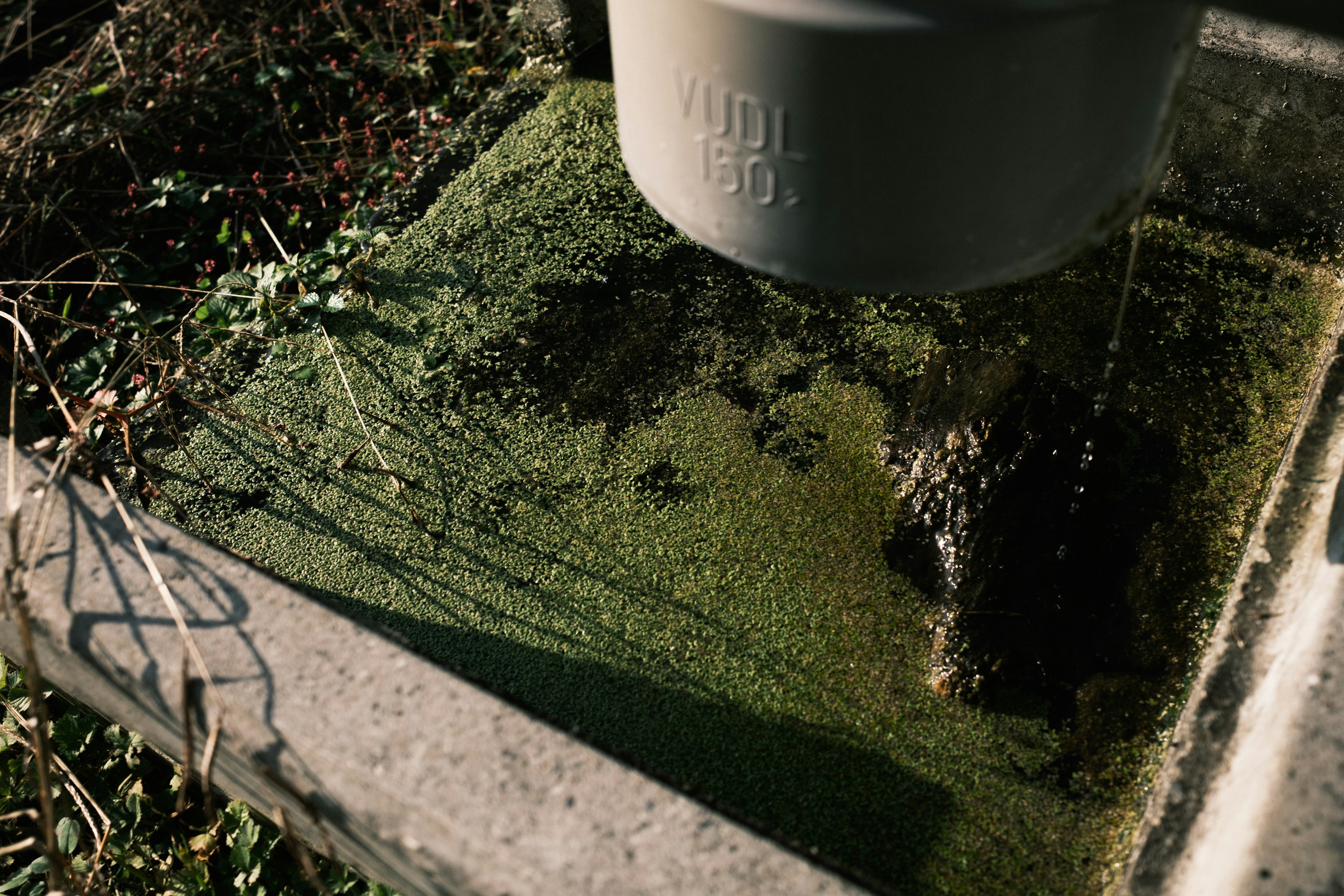 Concrete surface covered in green moss with a gray container above