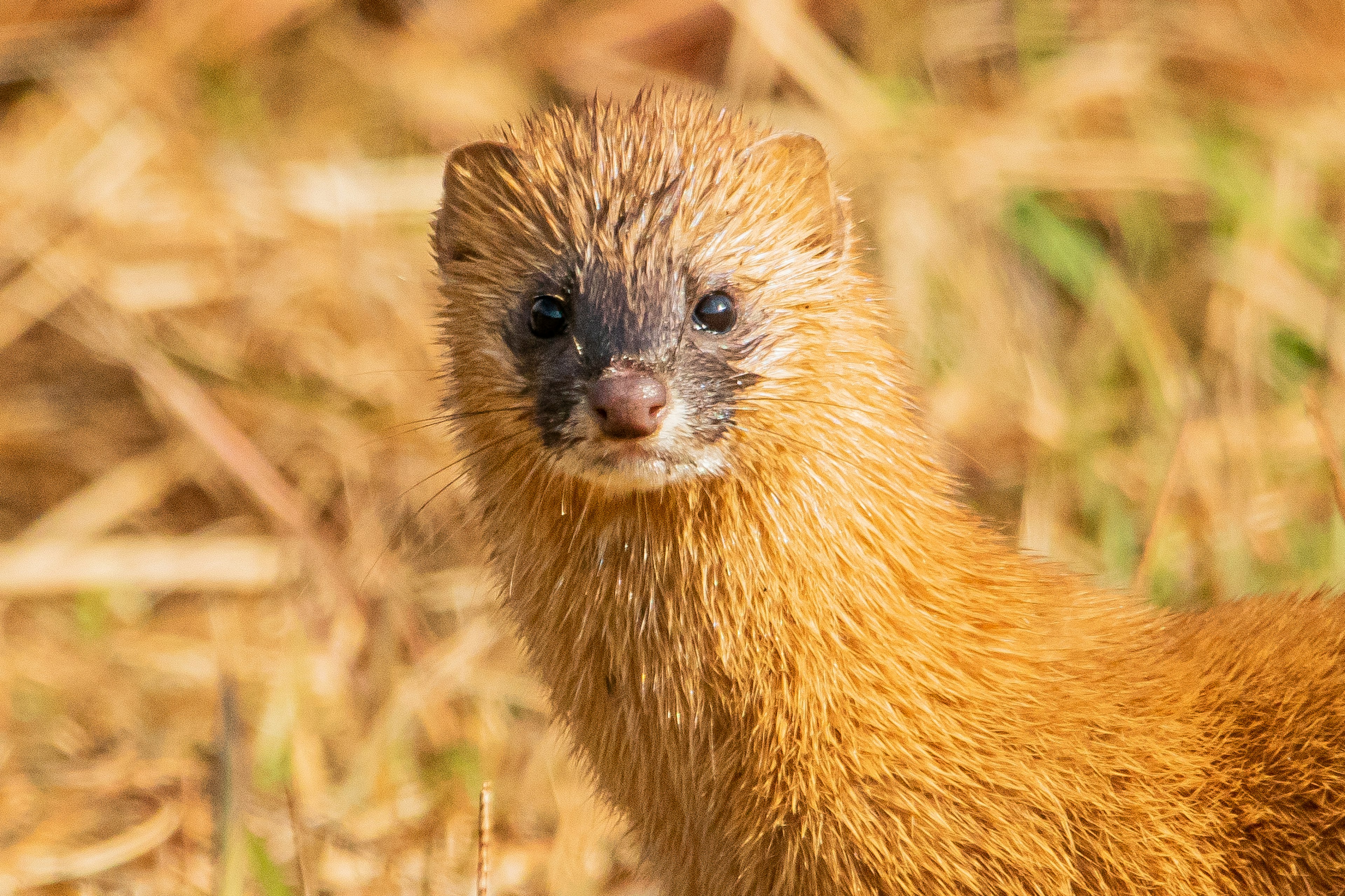 Gambar close-up dari musang dengan bulu coklat