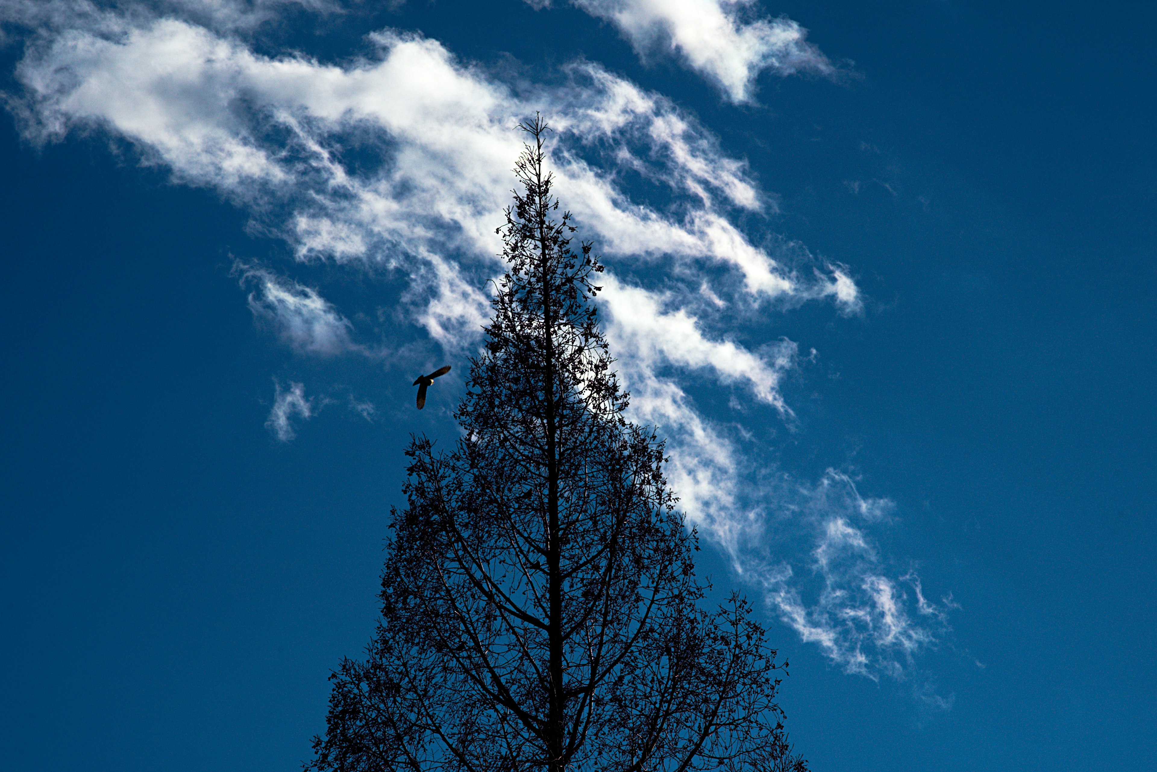 Tall tree silhouetted against a clear blue sky with white clouds