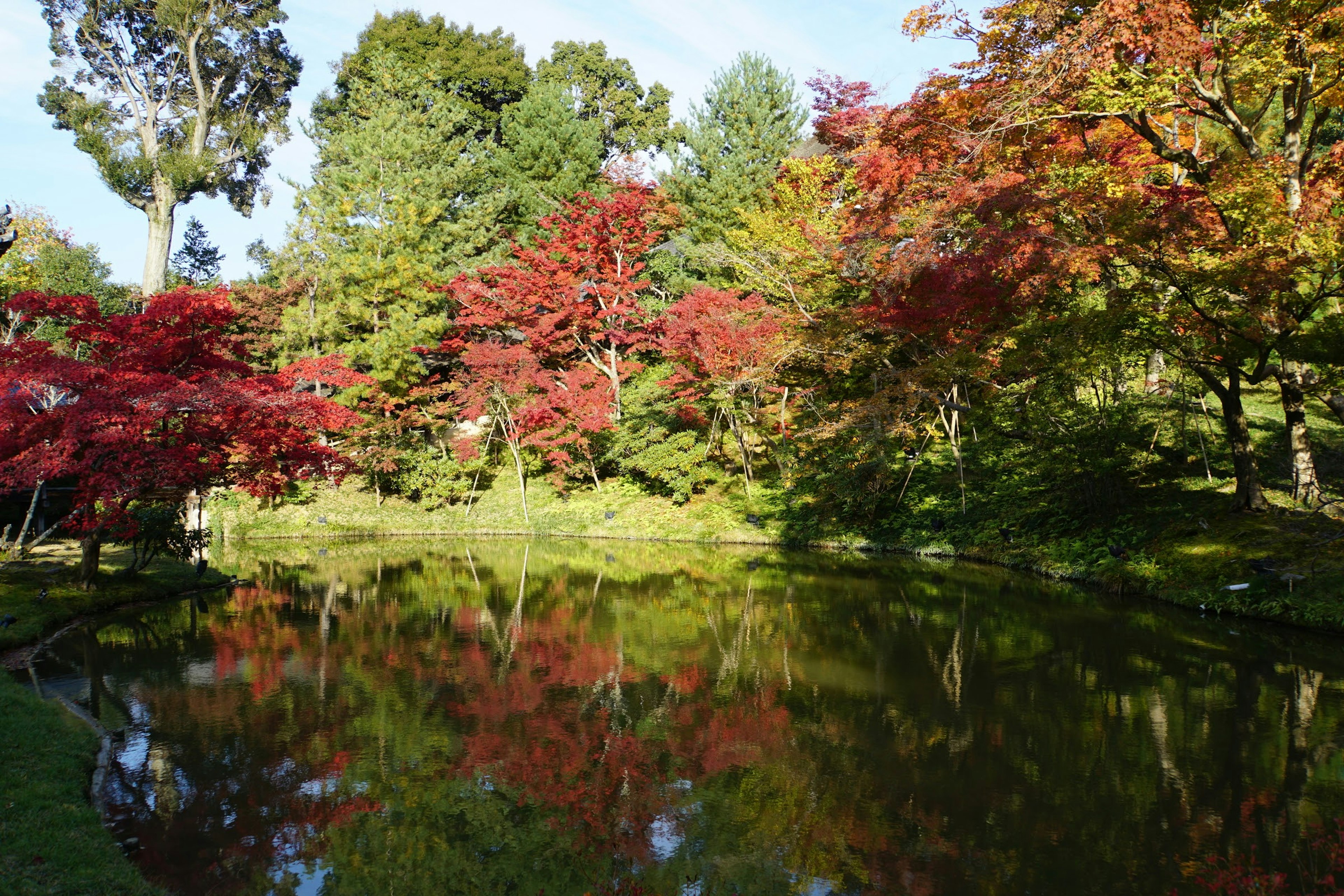 Ruhiger Teich, der das Herbstlaub spiegelt