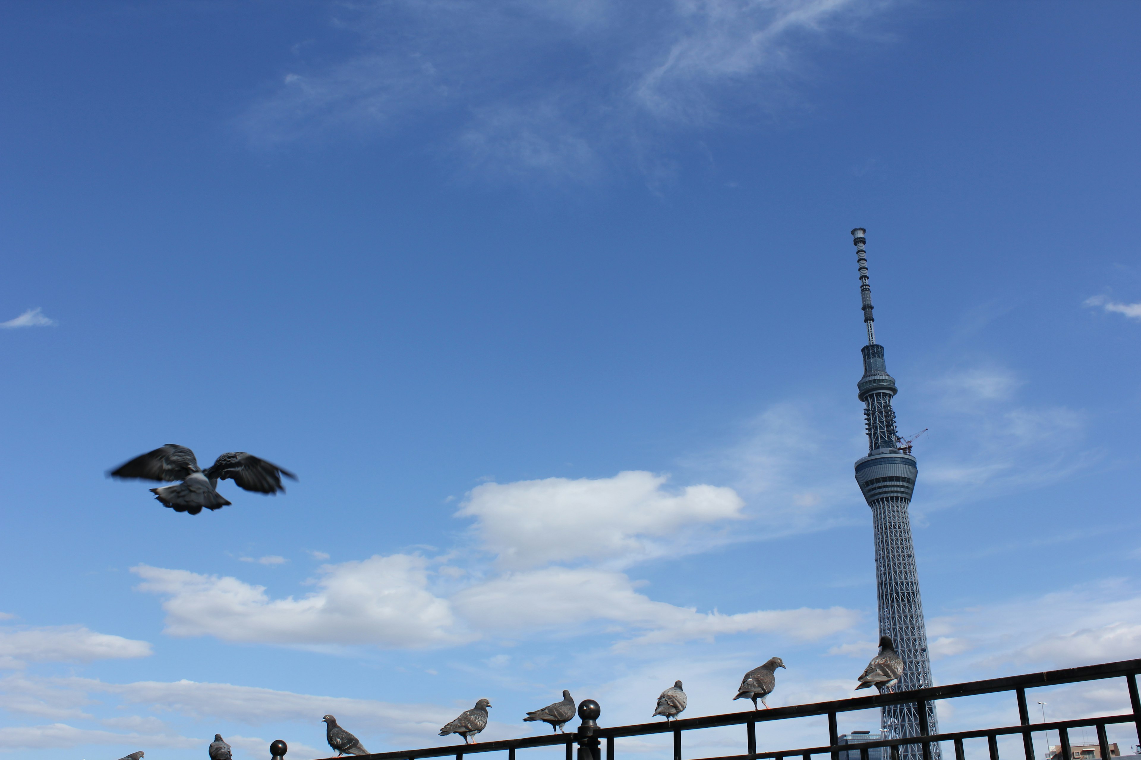 Tokyo Skytree with flying birds under a blue sky