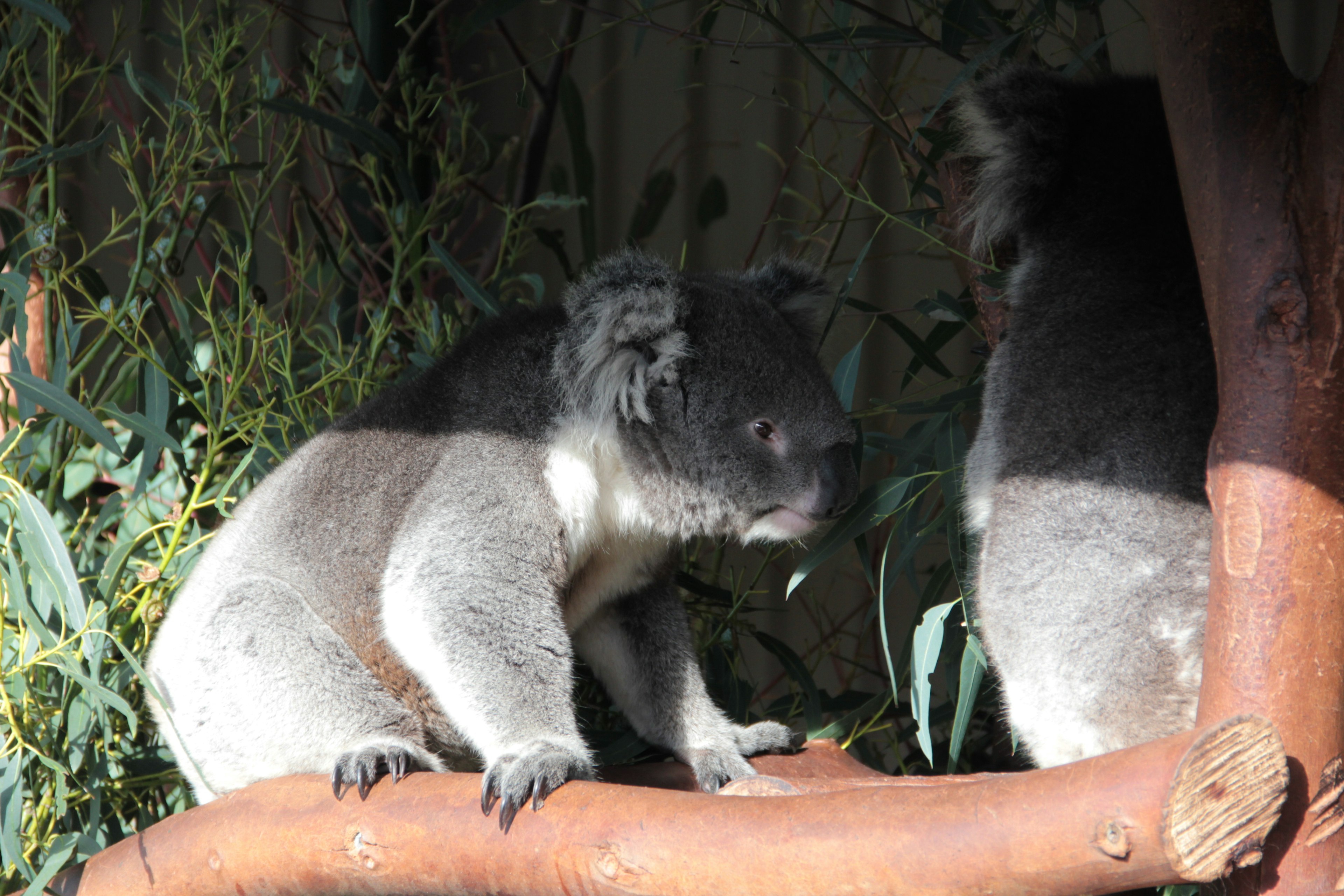 Un koala relajándose en un árbol de eucalipto bajo la luz del sol