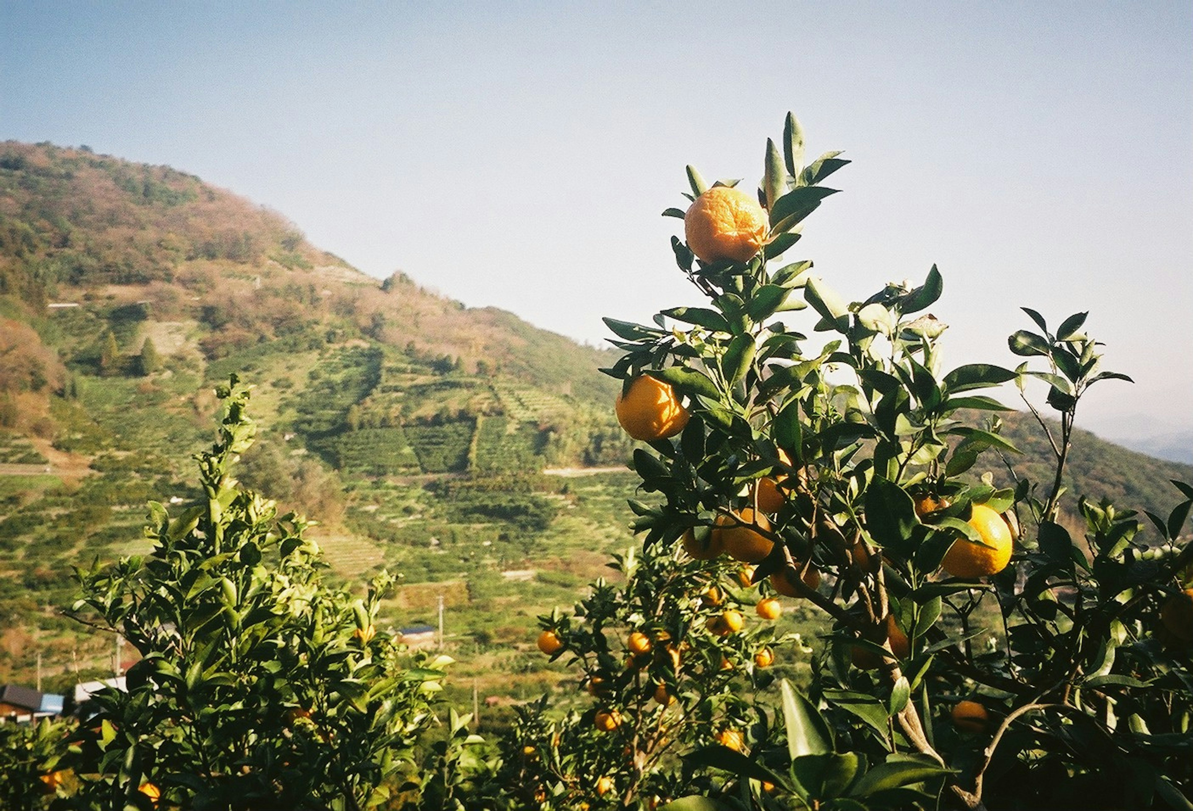 Alberi di arance con frutti maturi su una collina