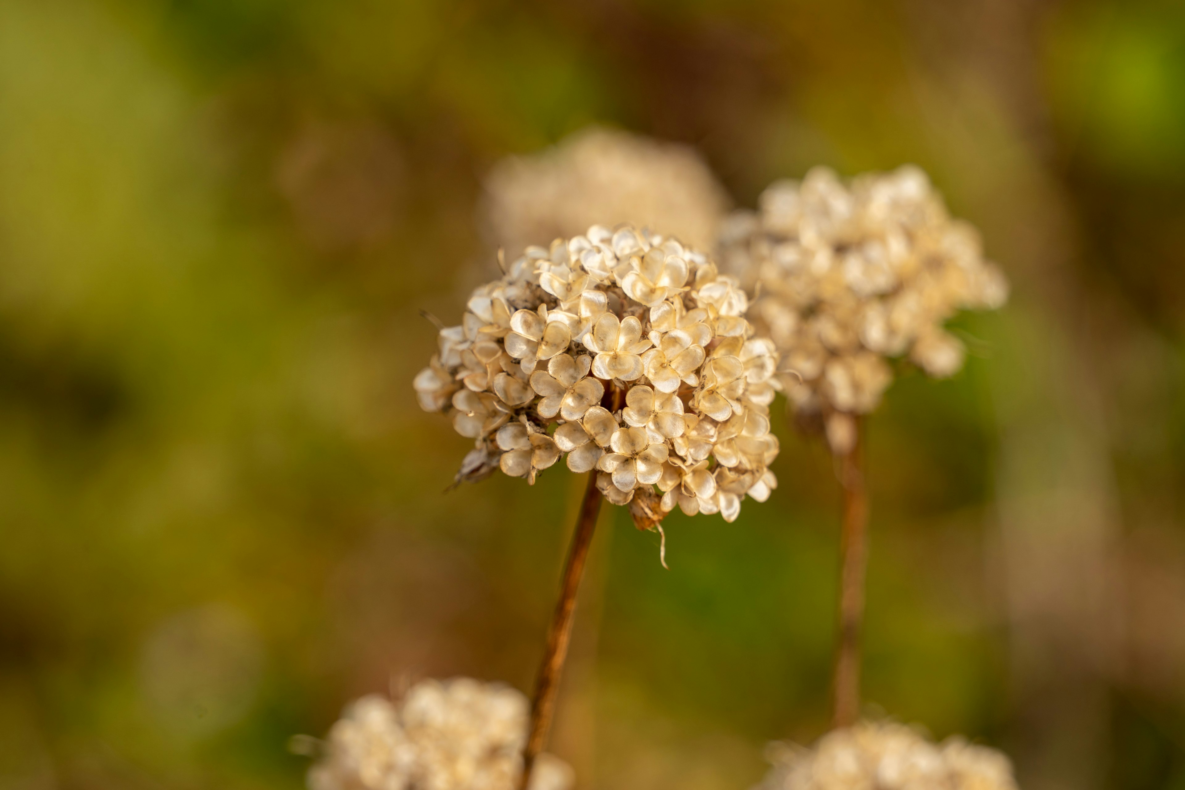 淡い色の花が集まった美しい植物のクローズアップ