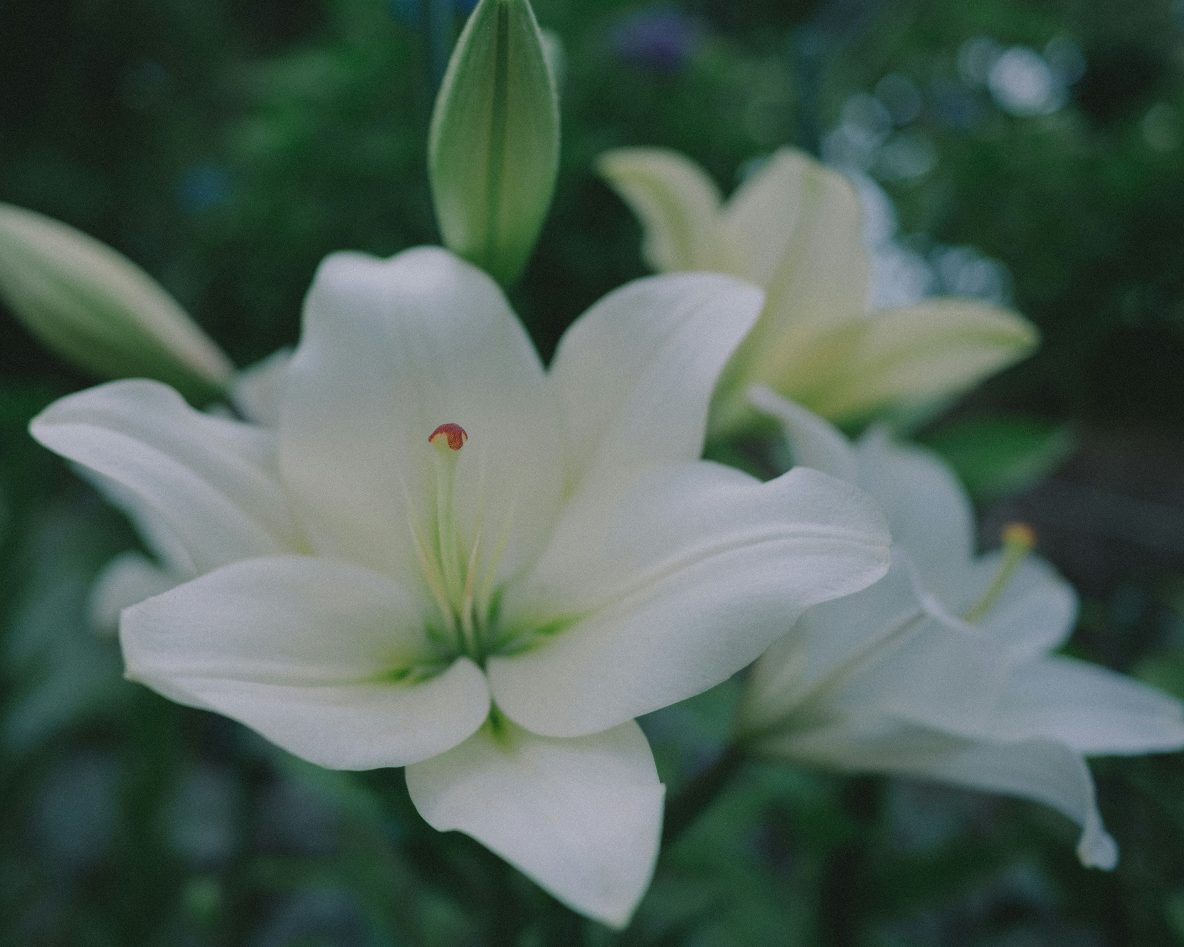 白色百合花的特写，背景是绿色的叶子