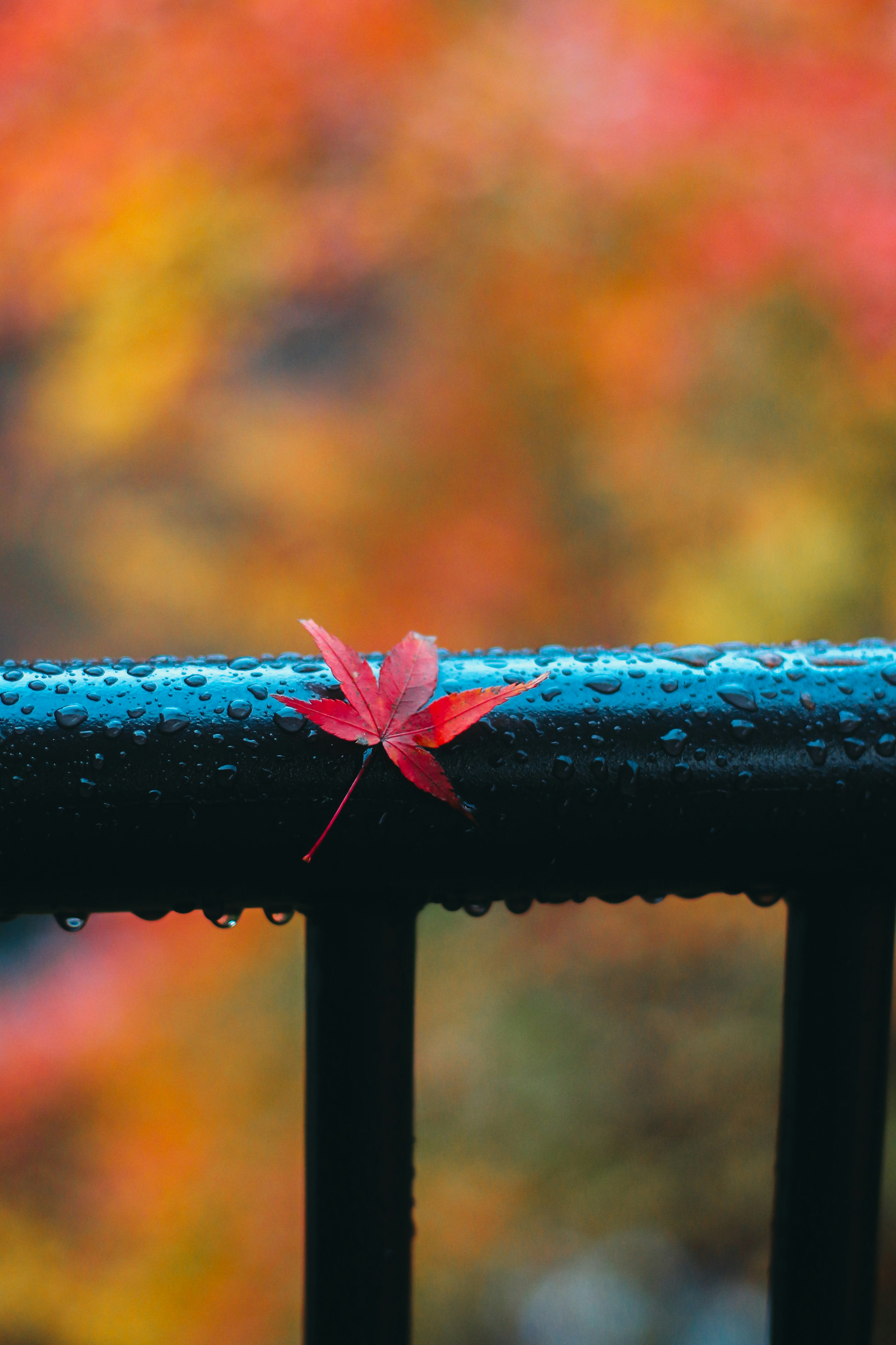 Une feuille d'érable rouge reposant sur une balustrade noire mouillée avec un arrière-plan automnal vibrant