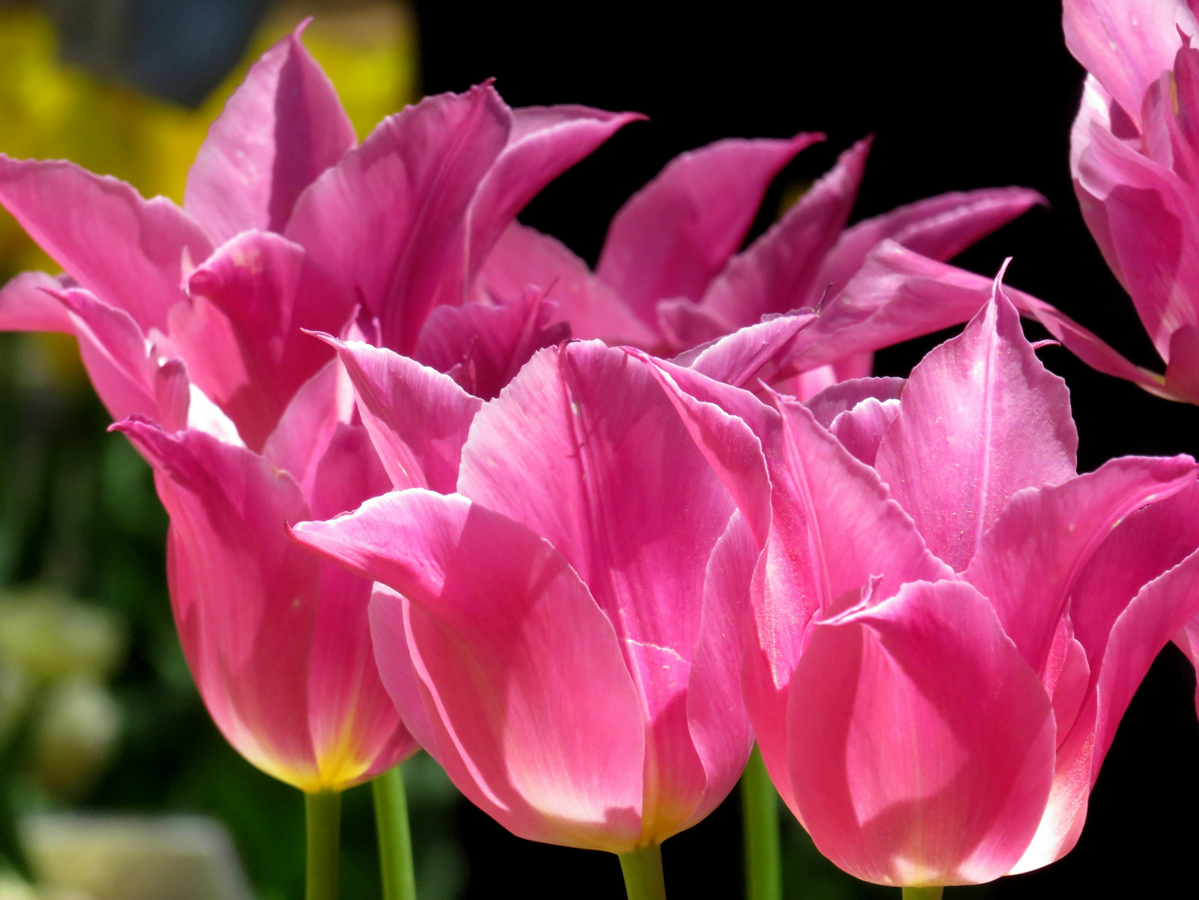 Flores de tulipanes rosas vibrantes en plena floración