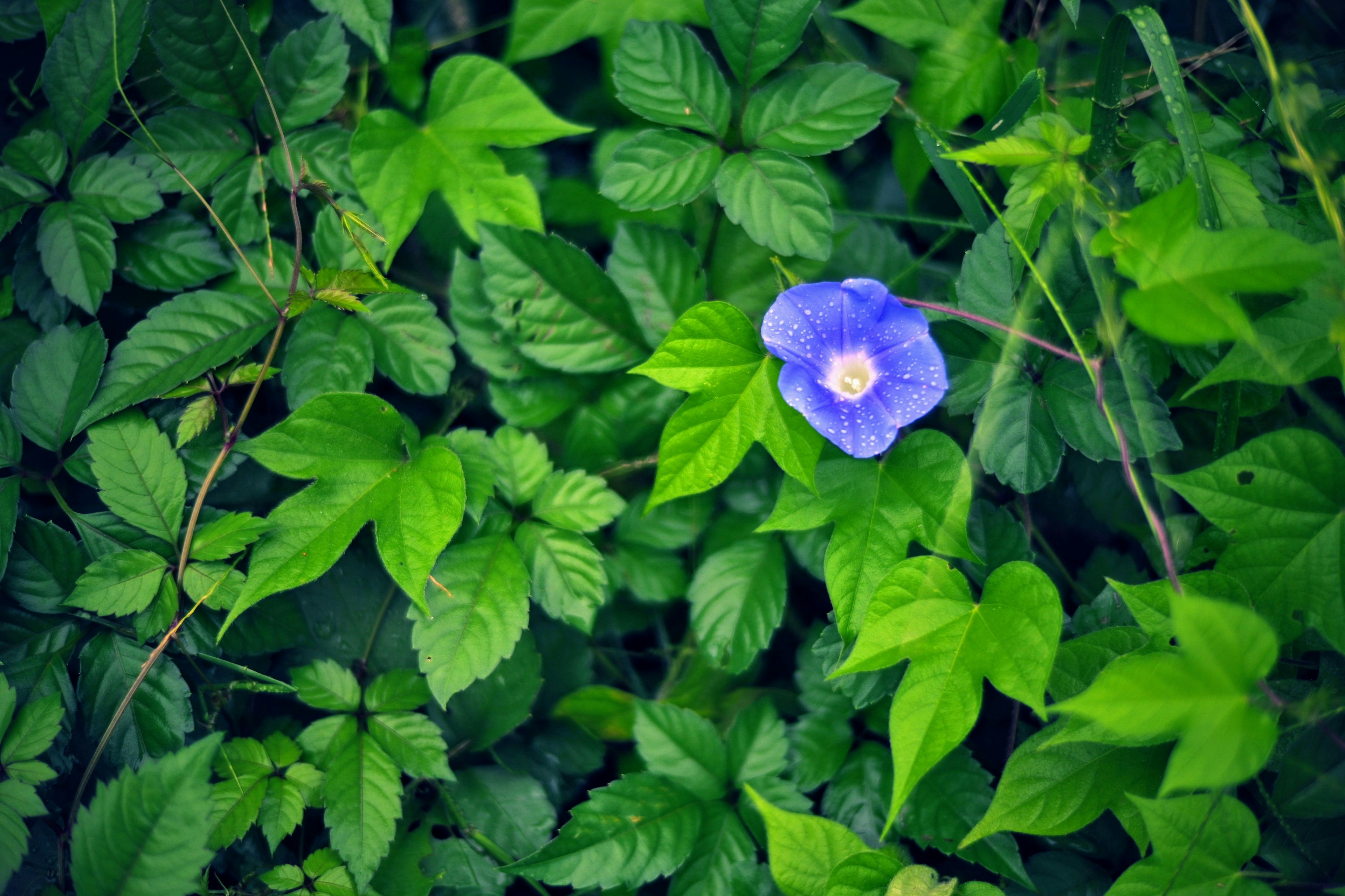 緑の葉の中に青い花が咲いている