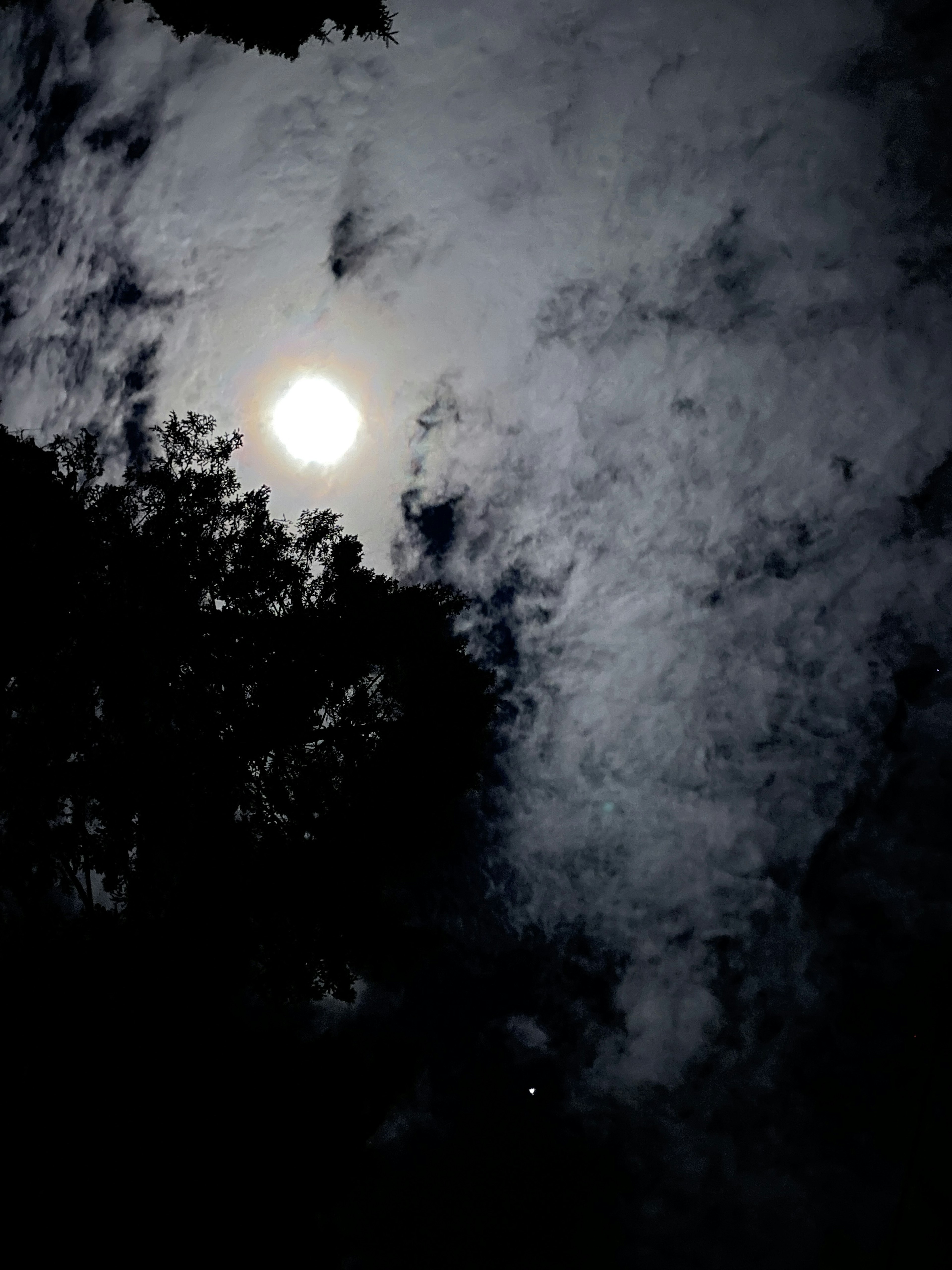 Luna brillante in un cielo scuro con nuvole e alberi in silhouette