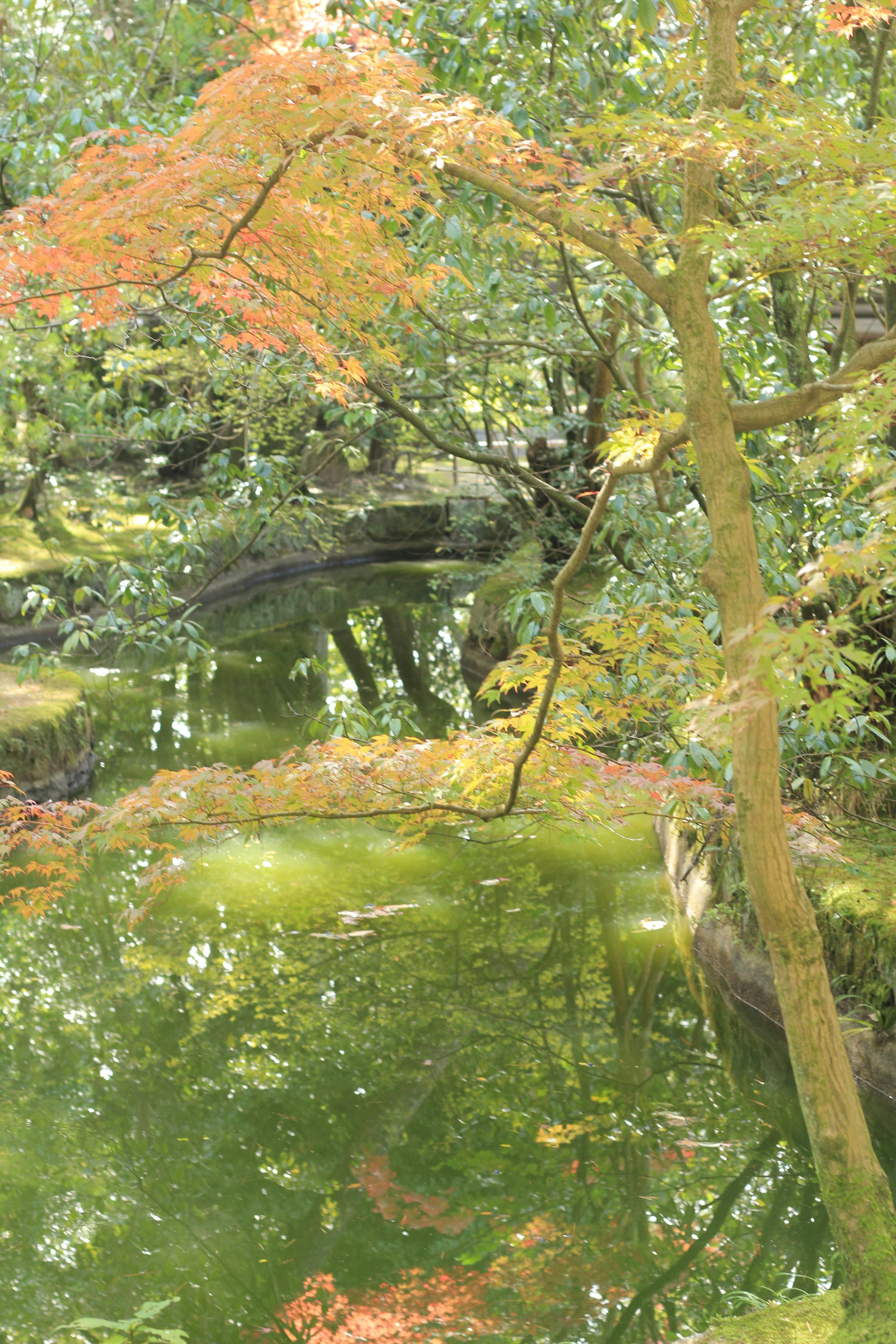 緑の池と紅葉した木々が映る美しい風景