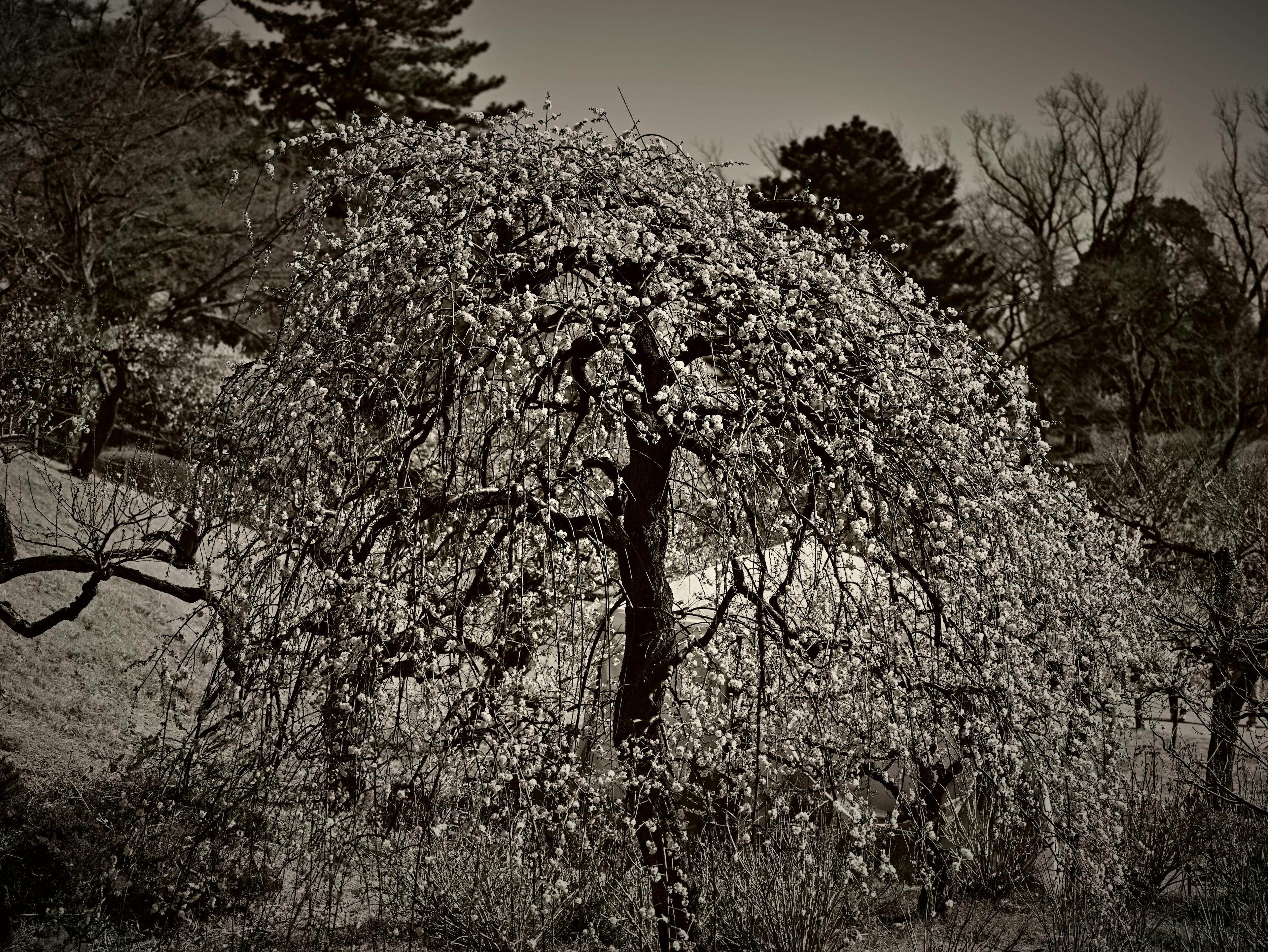 Imagen en blanco y negro de un árbol en flor en un entorno natural sereno