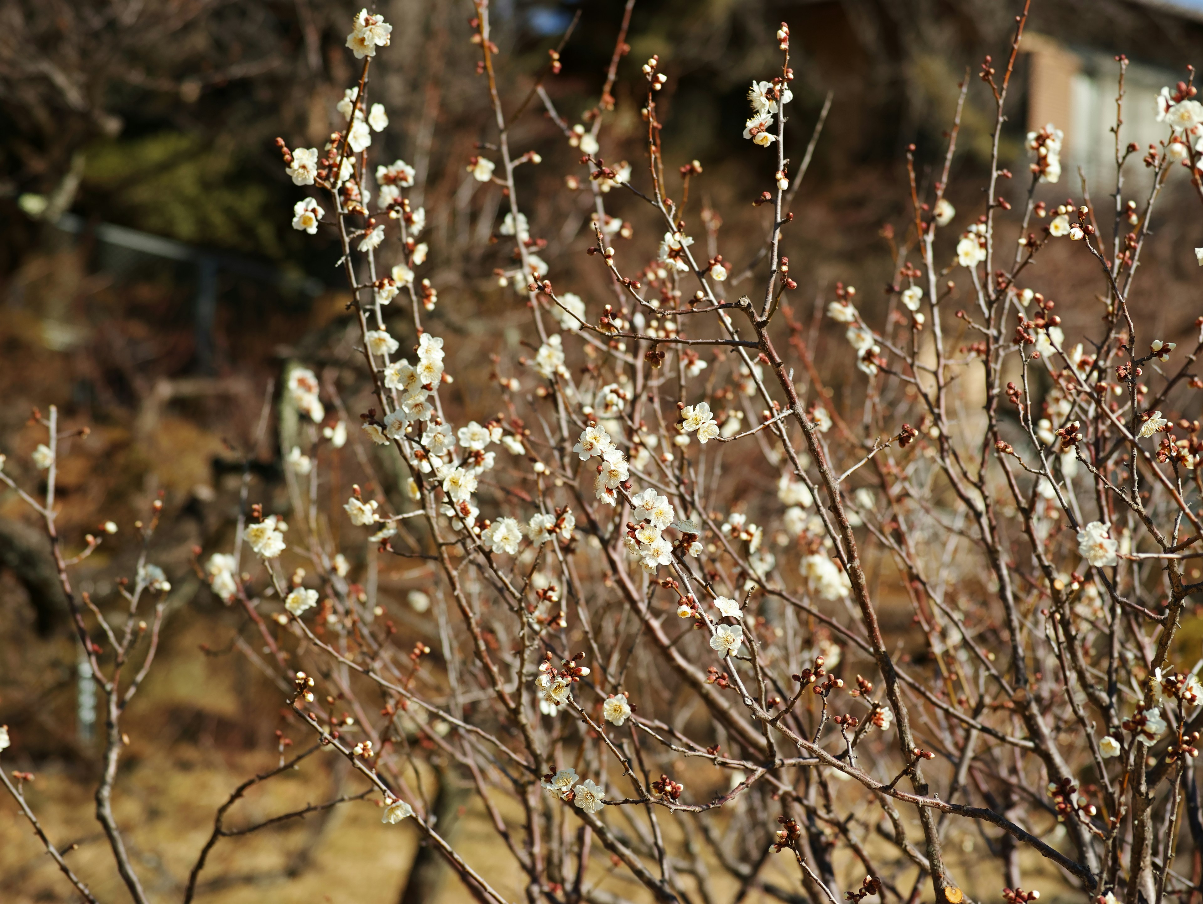 白い花が咲いている枝の近くの風景