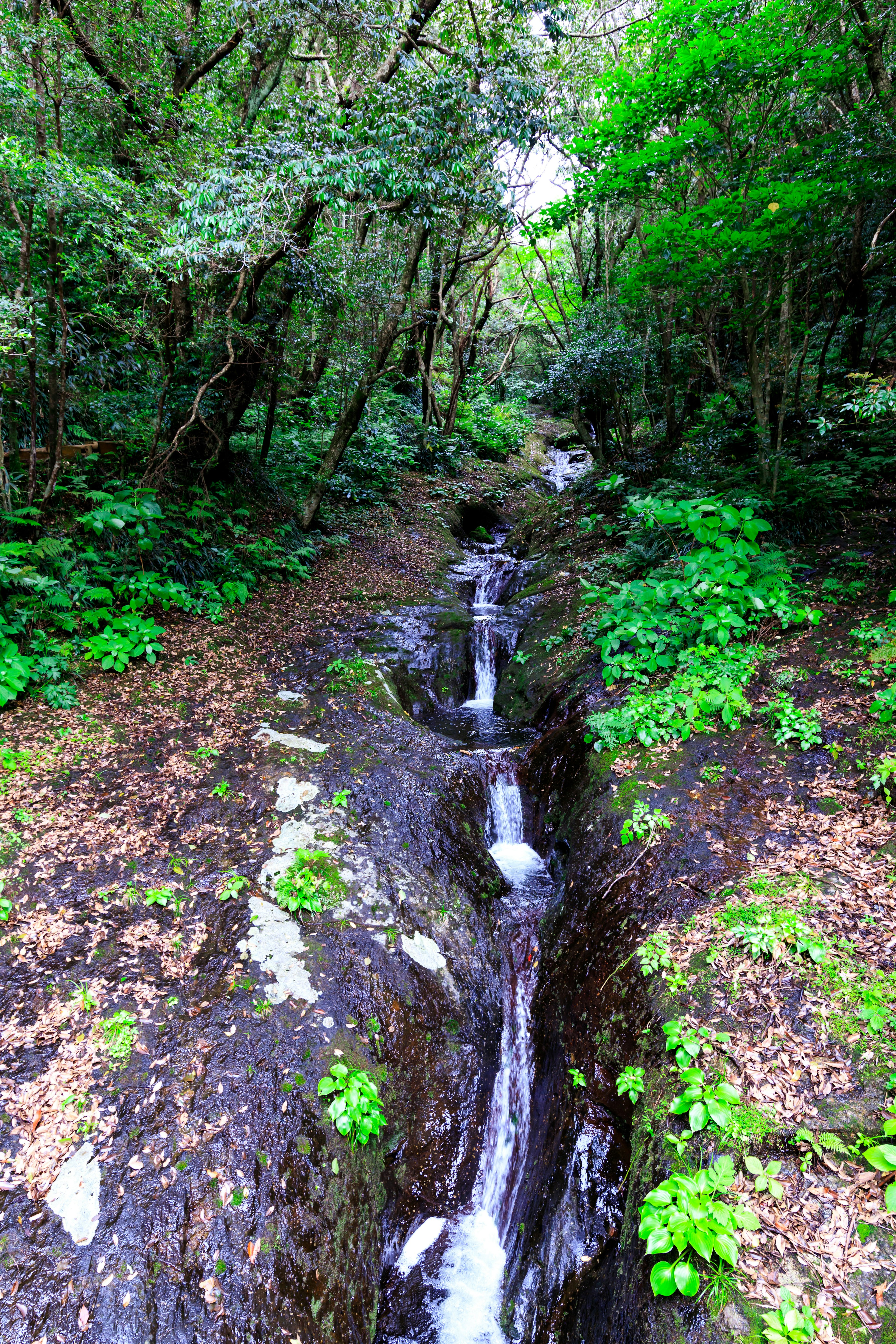 Vue panoramique d'un ruisseau traversant une forêt verdoyante