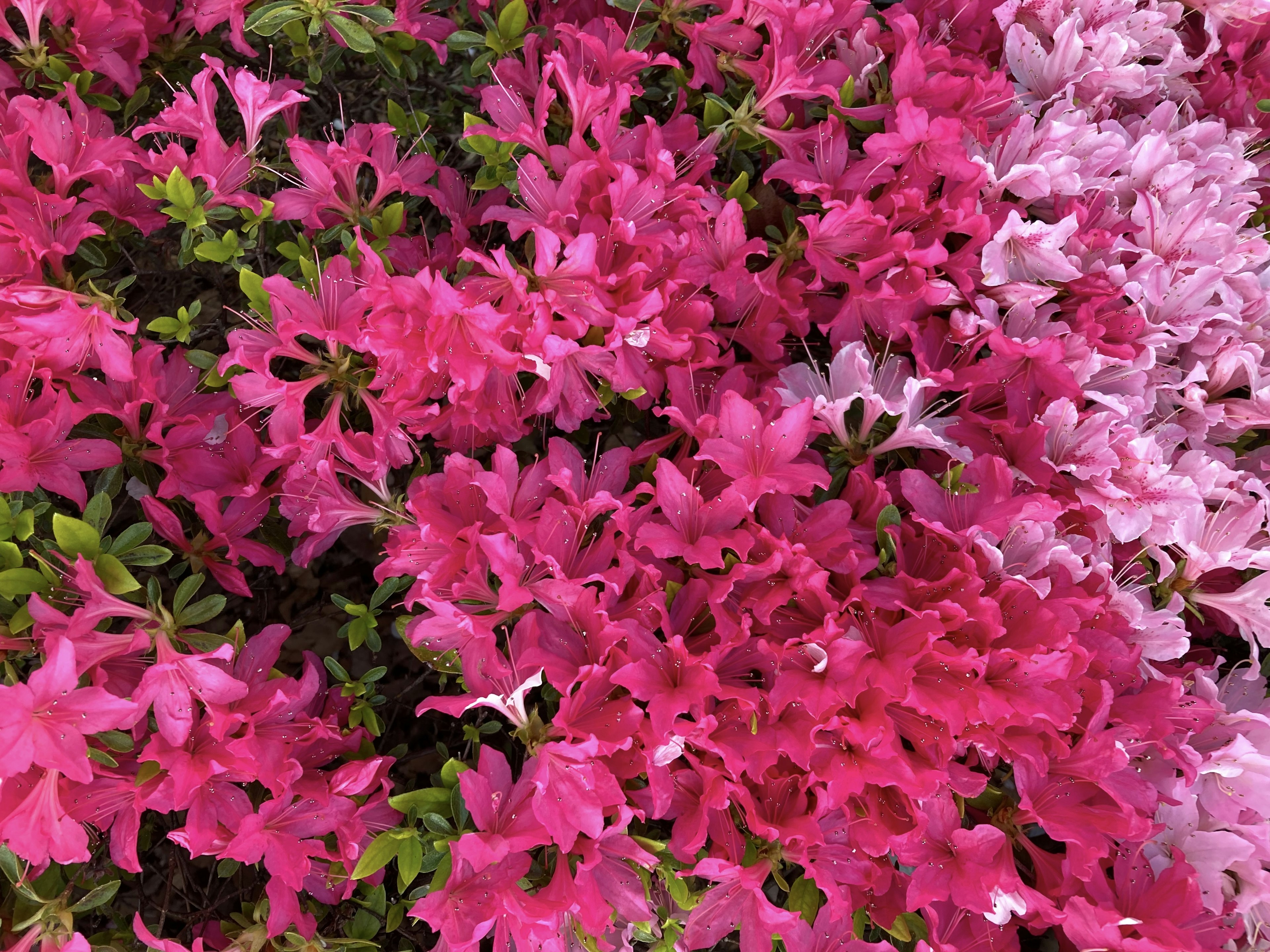 Vibrant pink and light pink azalea flowers blooming