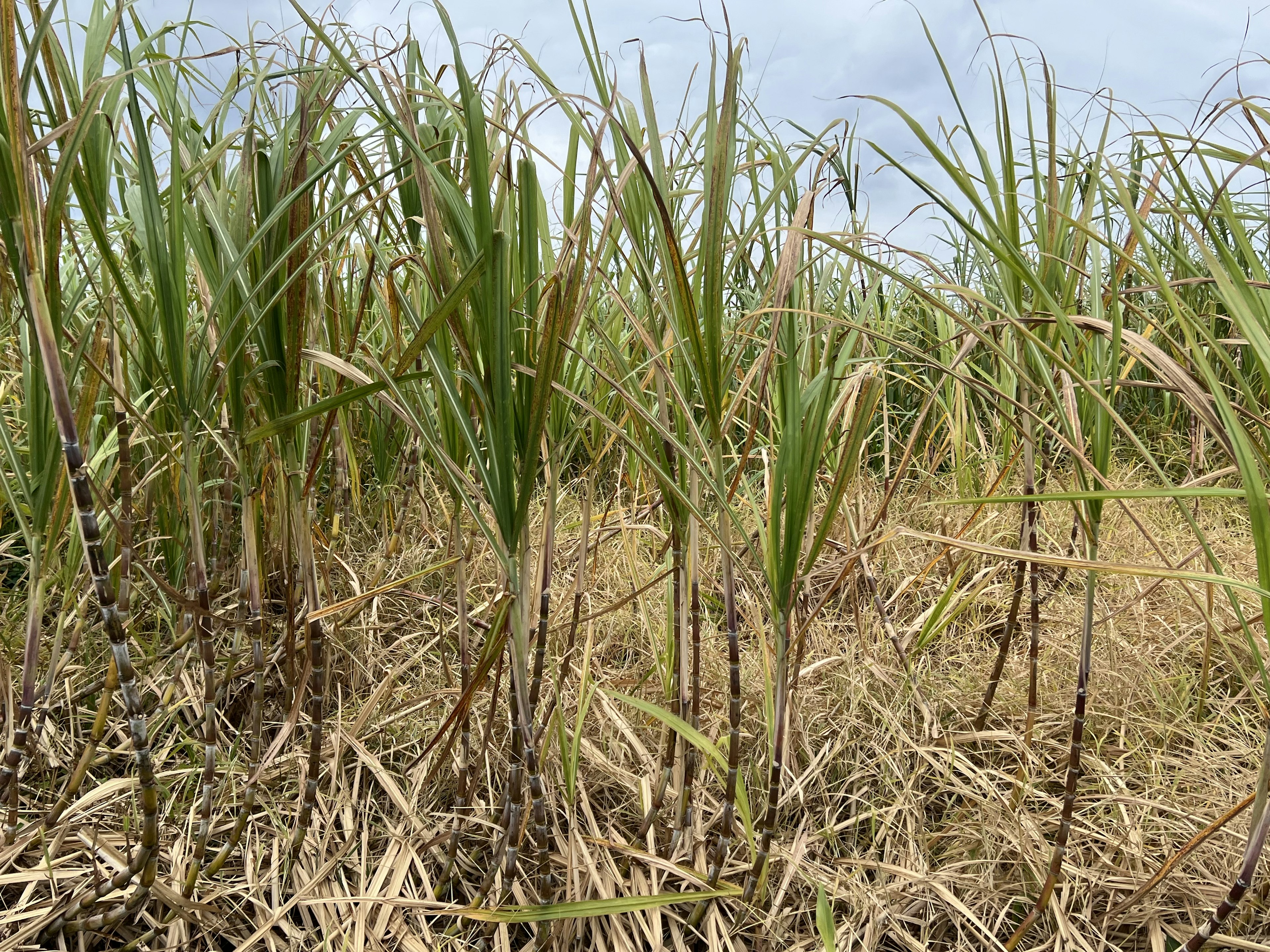 Campo de caña de azúcar con tallos verdes y hierba seca