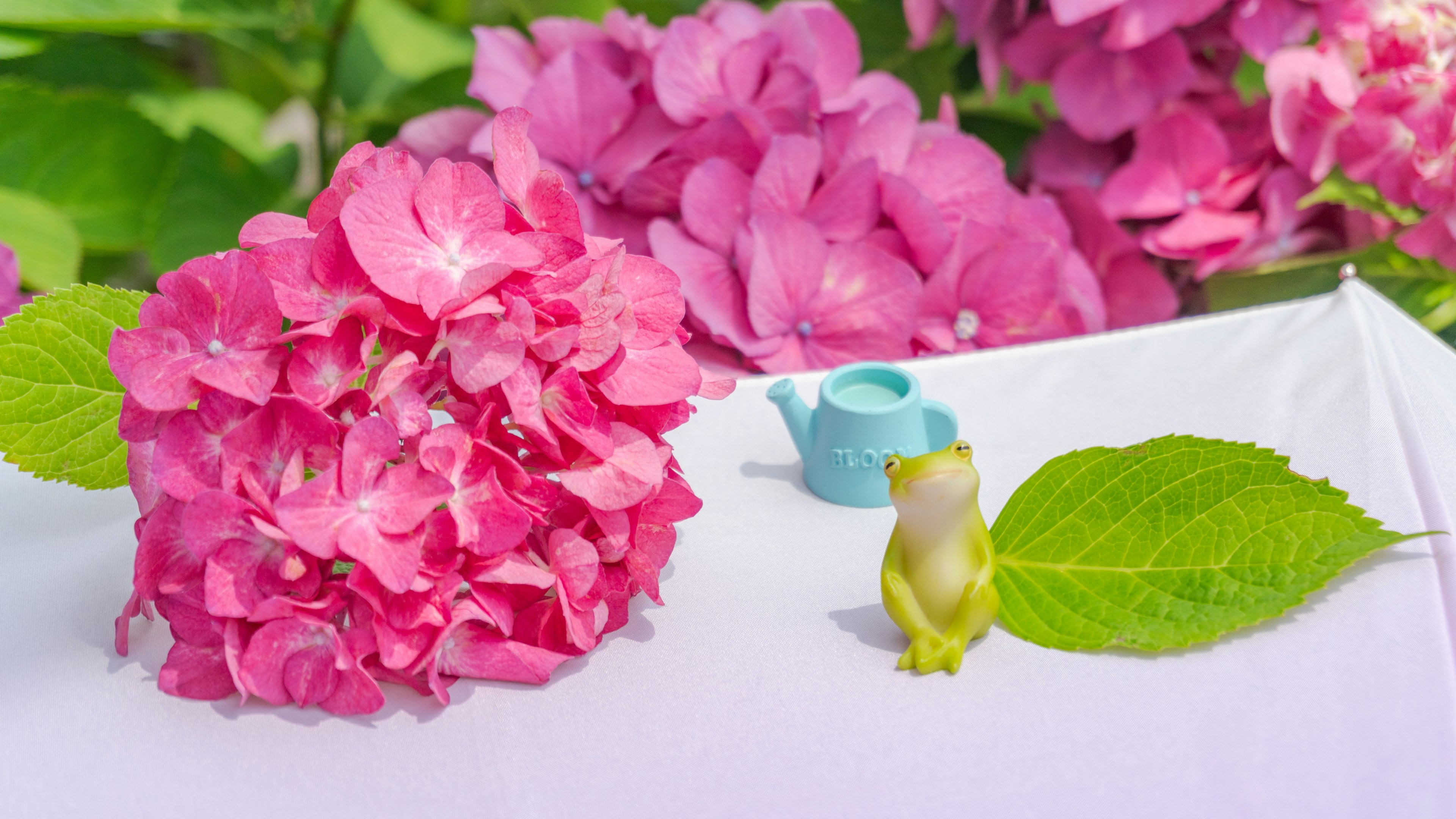 Hortensia rosa vibrante y una pequeña regadera azul sobre una superficie blanca