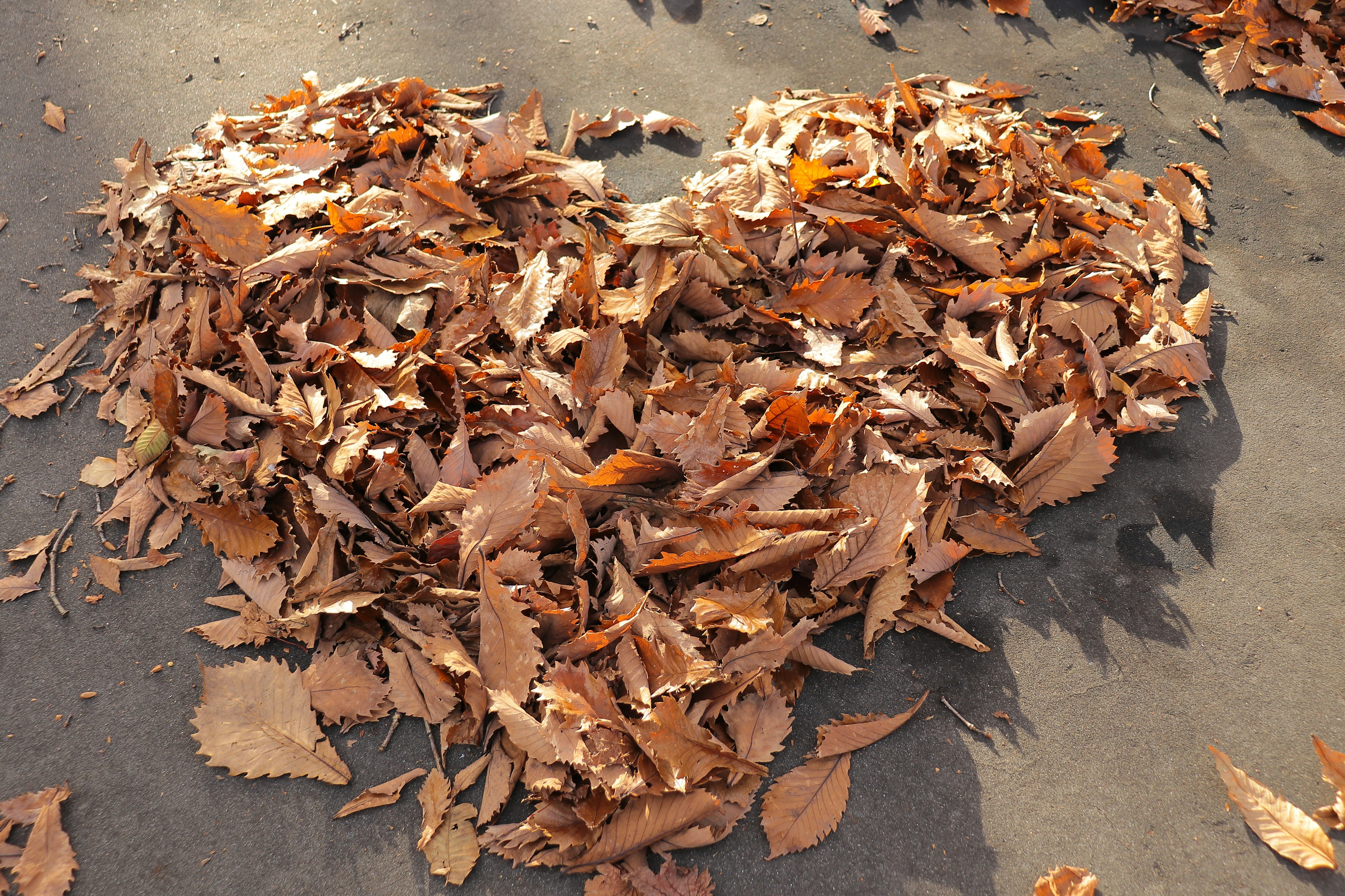 Heart-shaped arrangement made of leaves